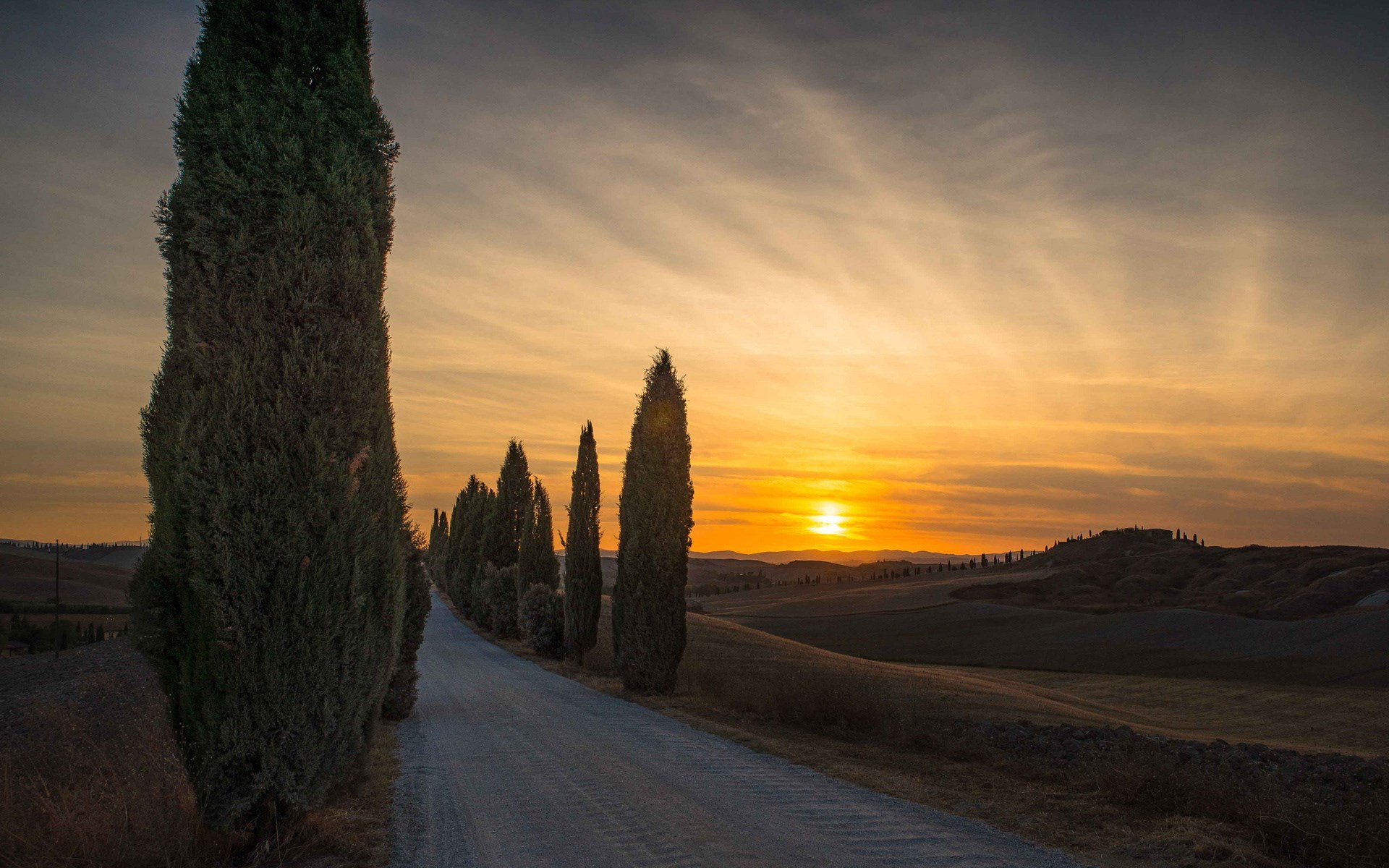 Road lined with cypress trees at sunset in Tuscany HD Wallpaper
