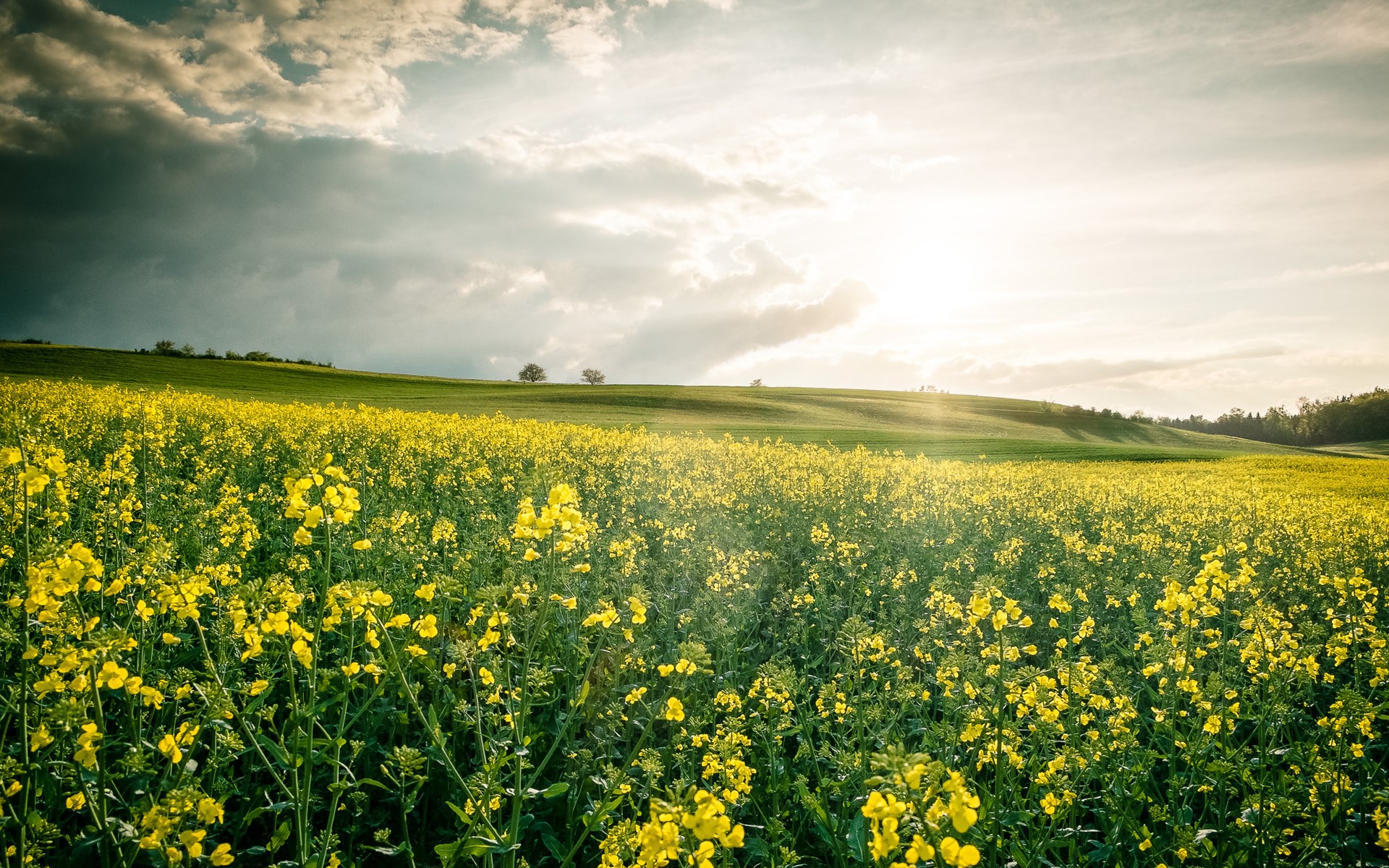 Field of yellow flowers under a cloudy sky HD Wallpaper