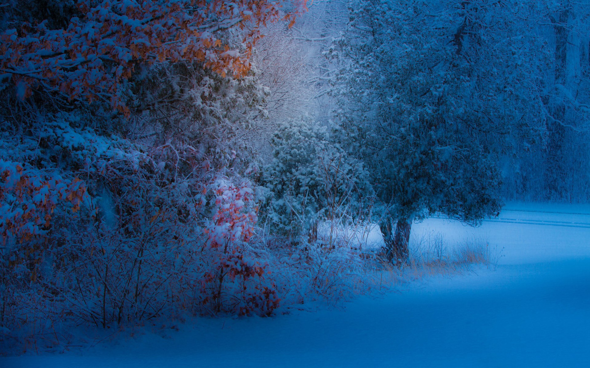 Snow-covered trees with orange leaves in blue light HD Wallpaper