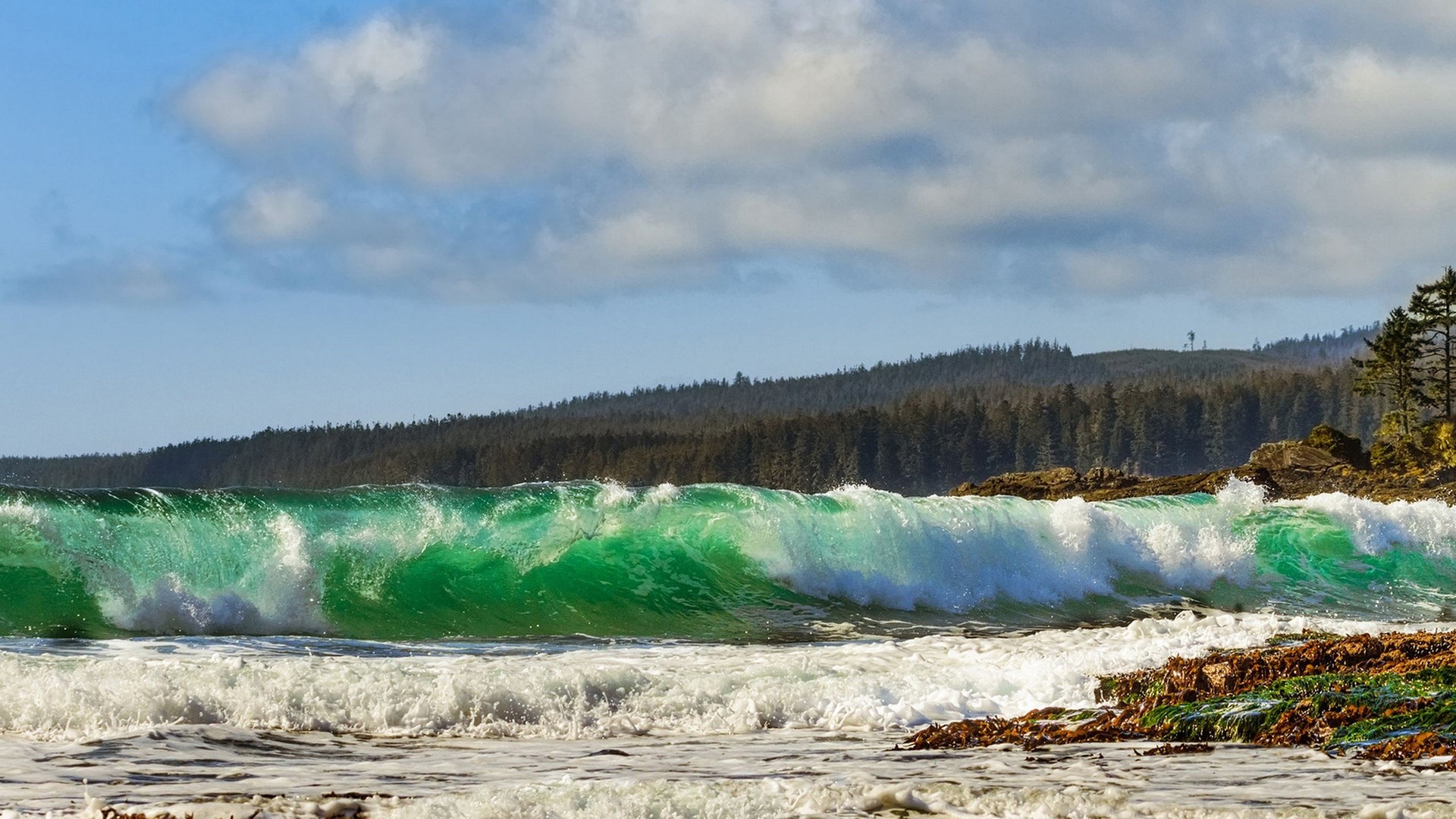 Green wave crashing on a rocky shore with forest background HD Wallpaper