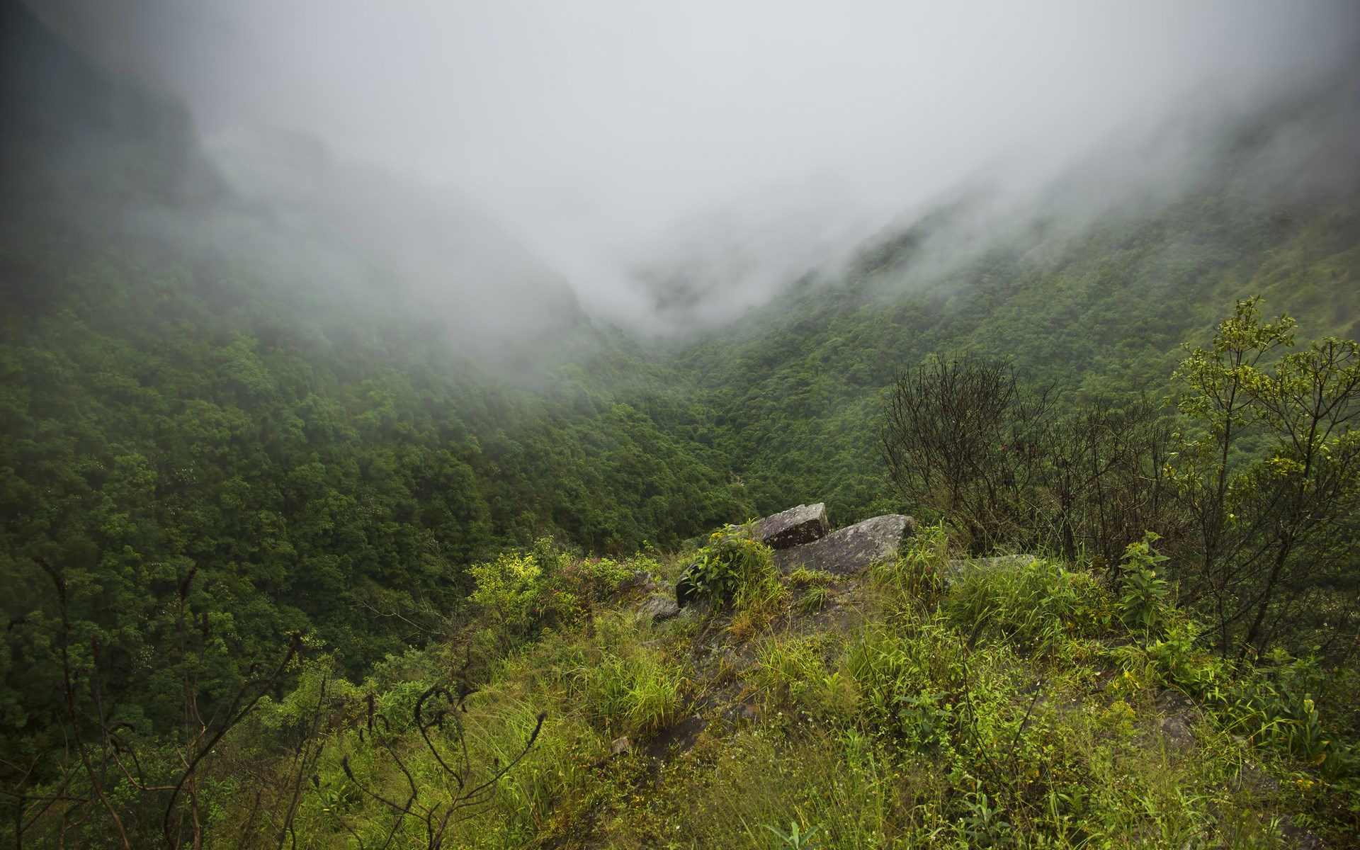 Misty Mountain Valley with Green Forest HD Wallpaper
