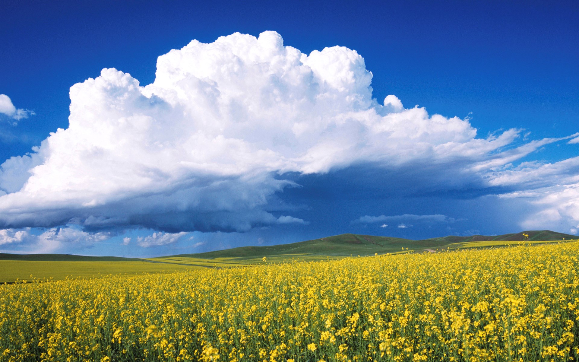 Field of yellow flowers under a cloudy blue sky HD Wallpaper