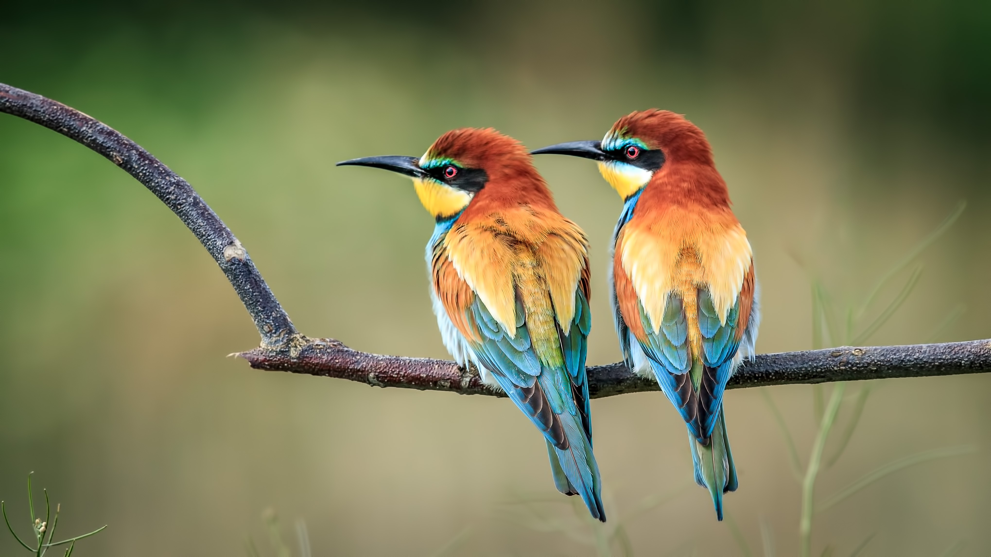 Two colorful European bee-eater birds on a branch 4K HD Wallpaper