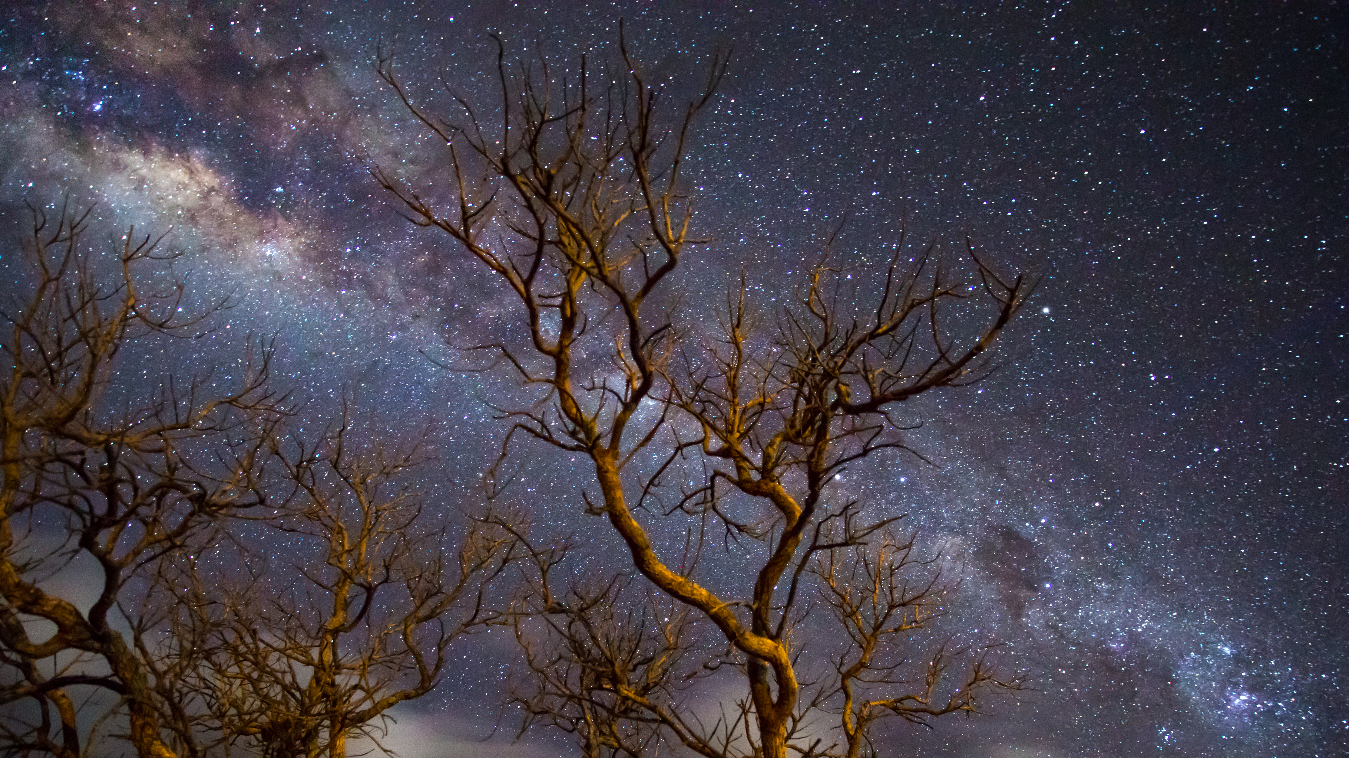 Milky Way Galaxy Above Leafless Trees in 4K HD Wallpaper