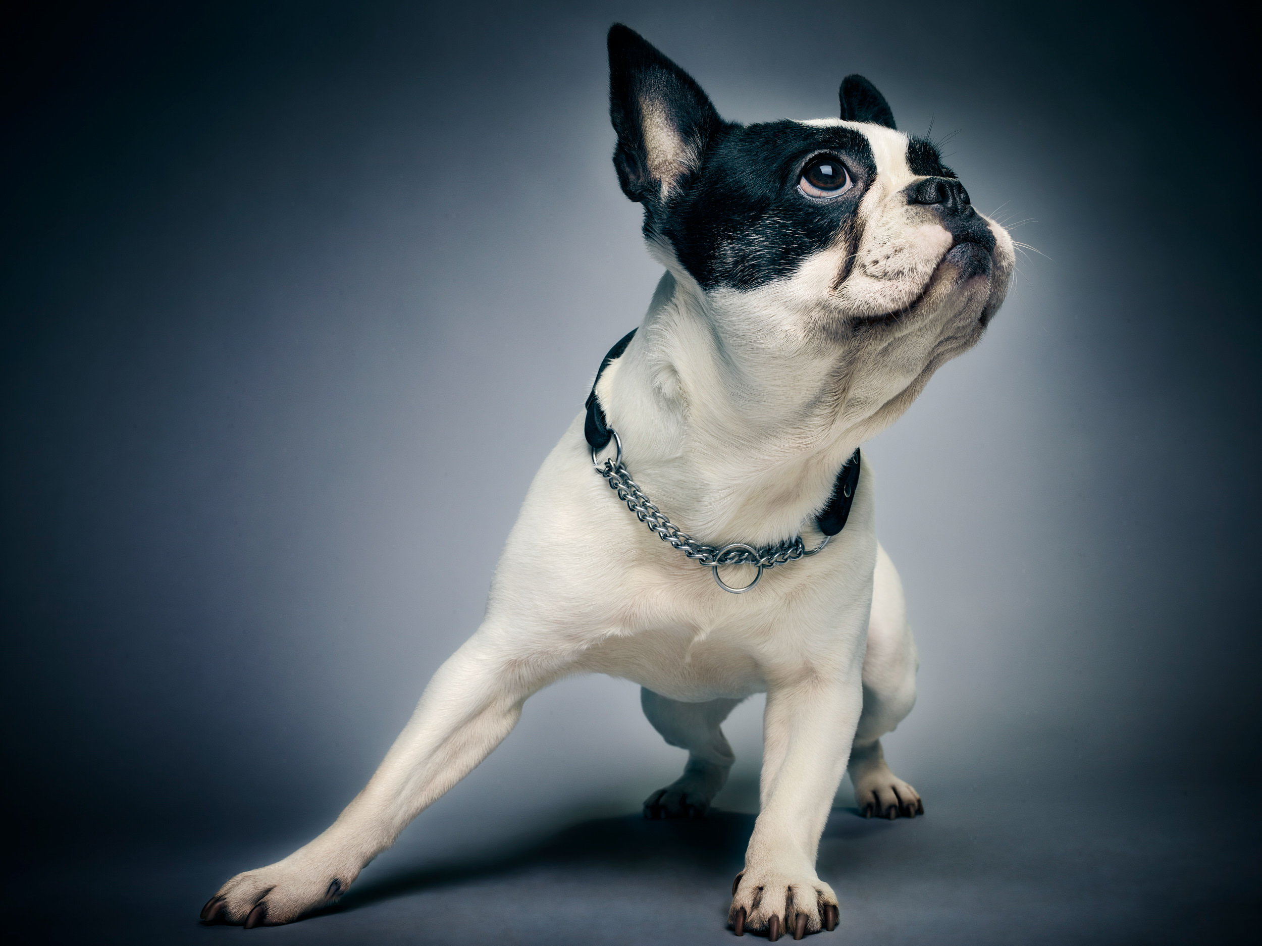 French Bulldog with Chain Collar Poses HD Wallpaper
