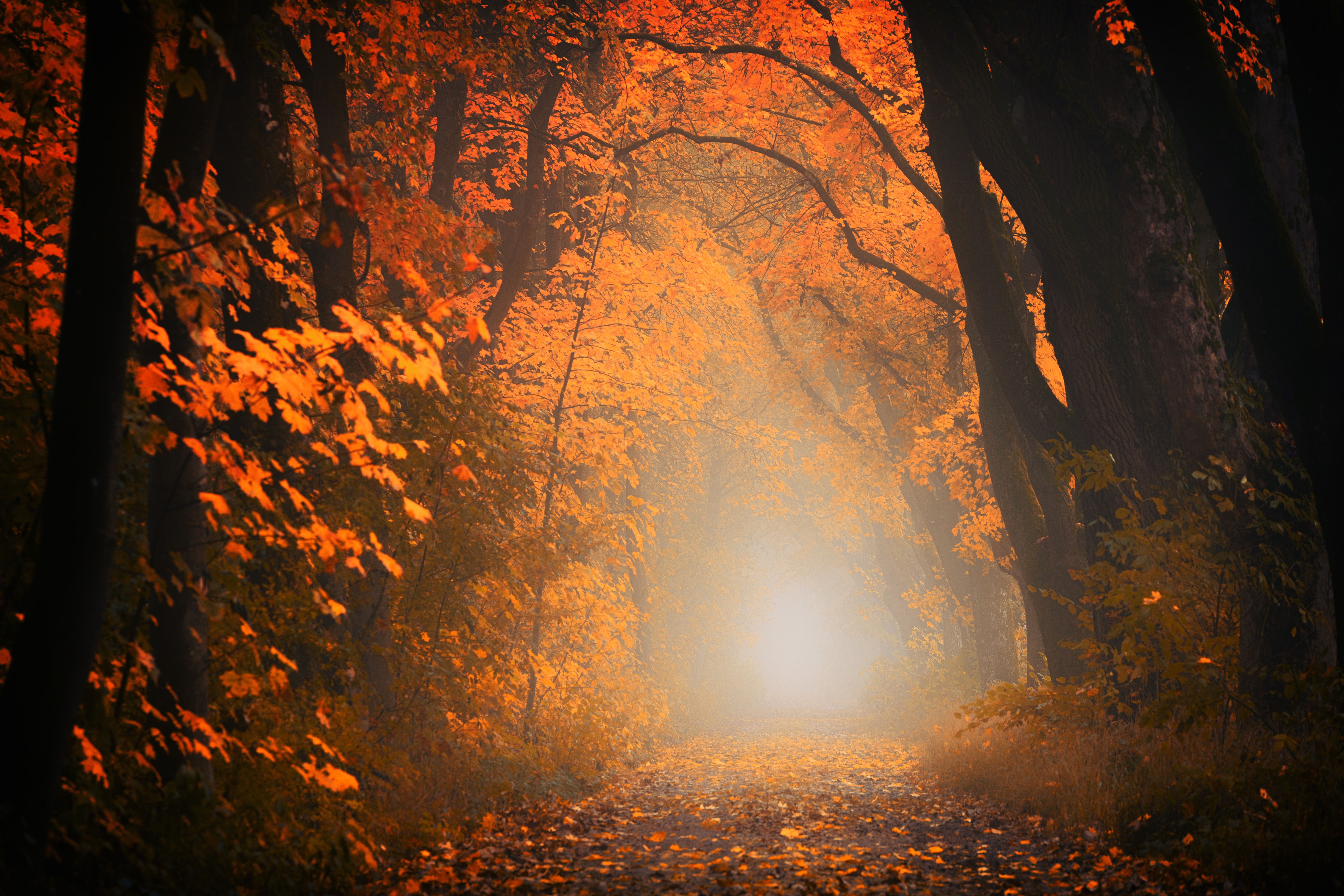 Autumn forest path with orange leaves and sunlight HD Wallpaper