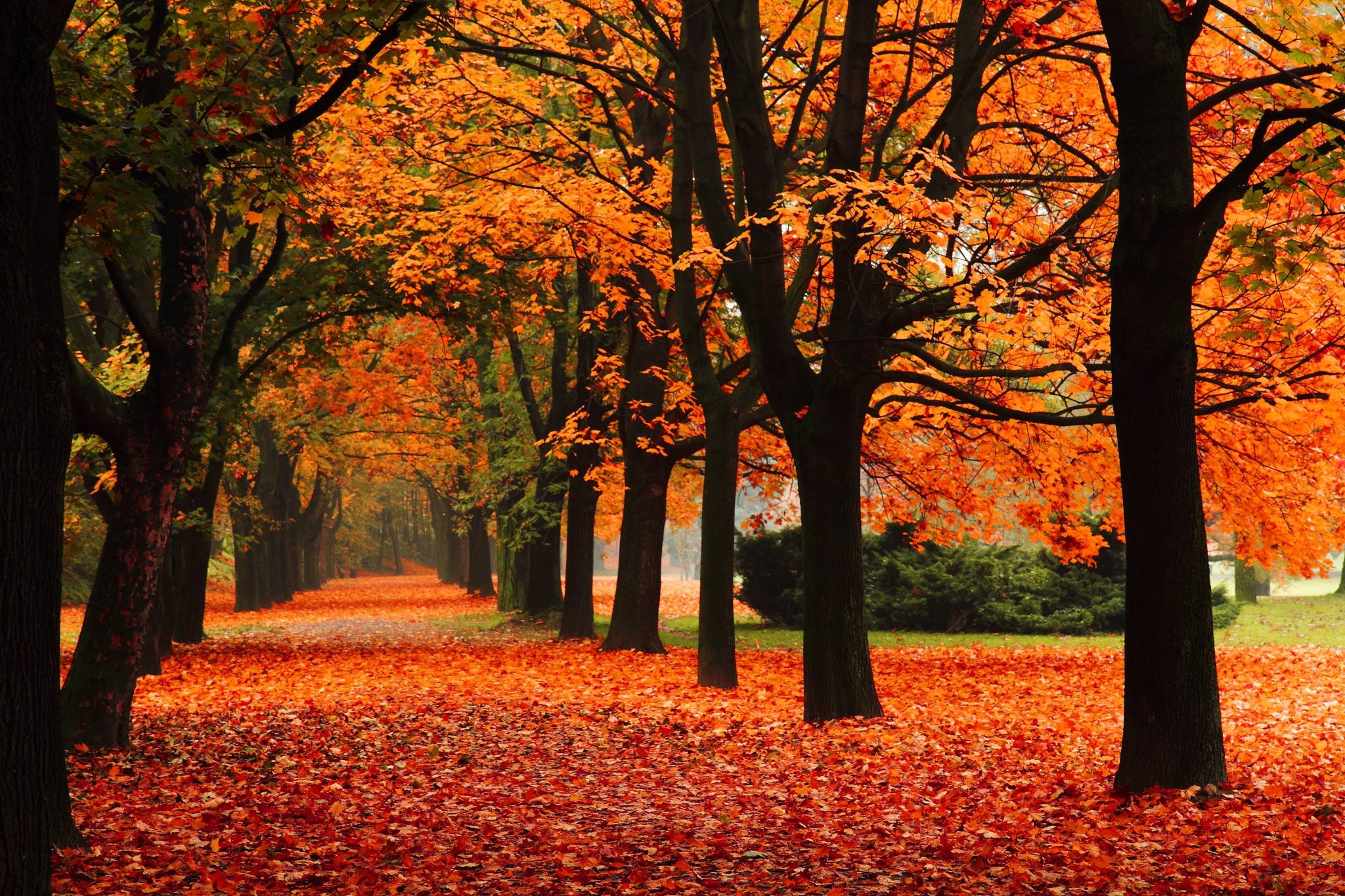 Autumn path lined with trees in fall colors HD Wallpaper