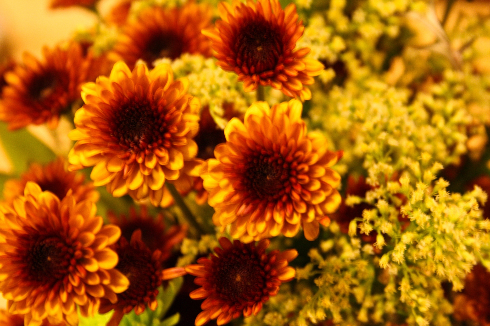 Close-up of orange chrysanthemums and yellow flowers HD Wallpaper
