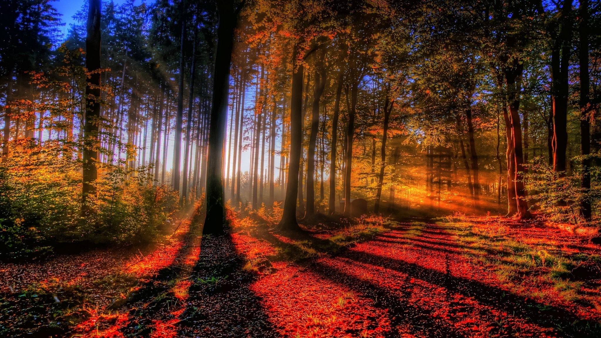 Sunlight filtering through autumn forest HD Wallpaper