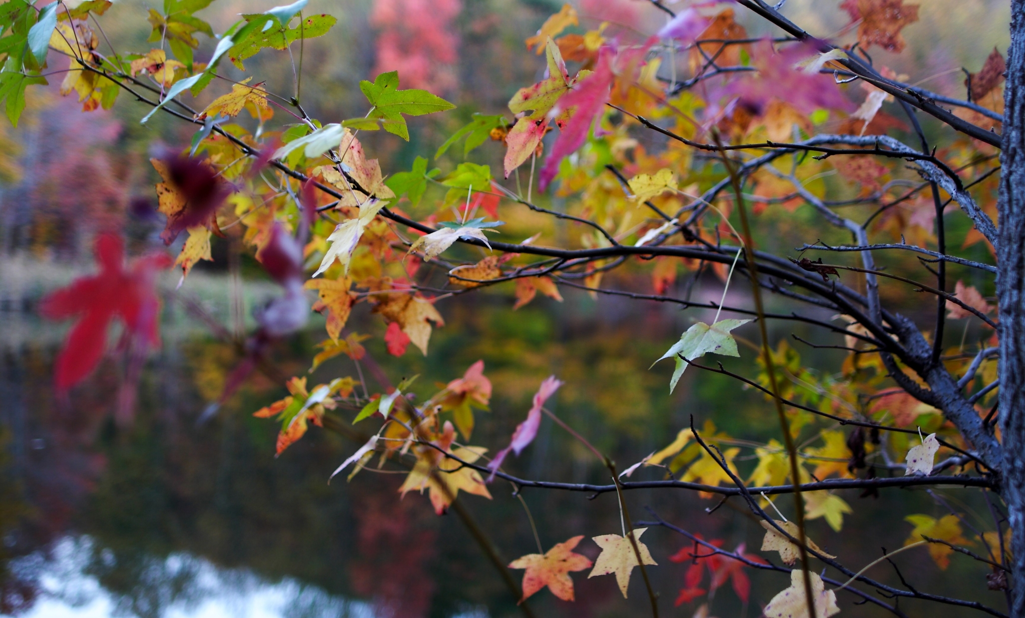 Colorful Autumn Leaves on Tree Branches by Lake HD Wallpaper