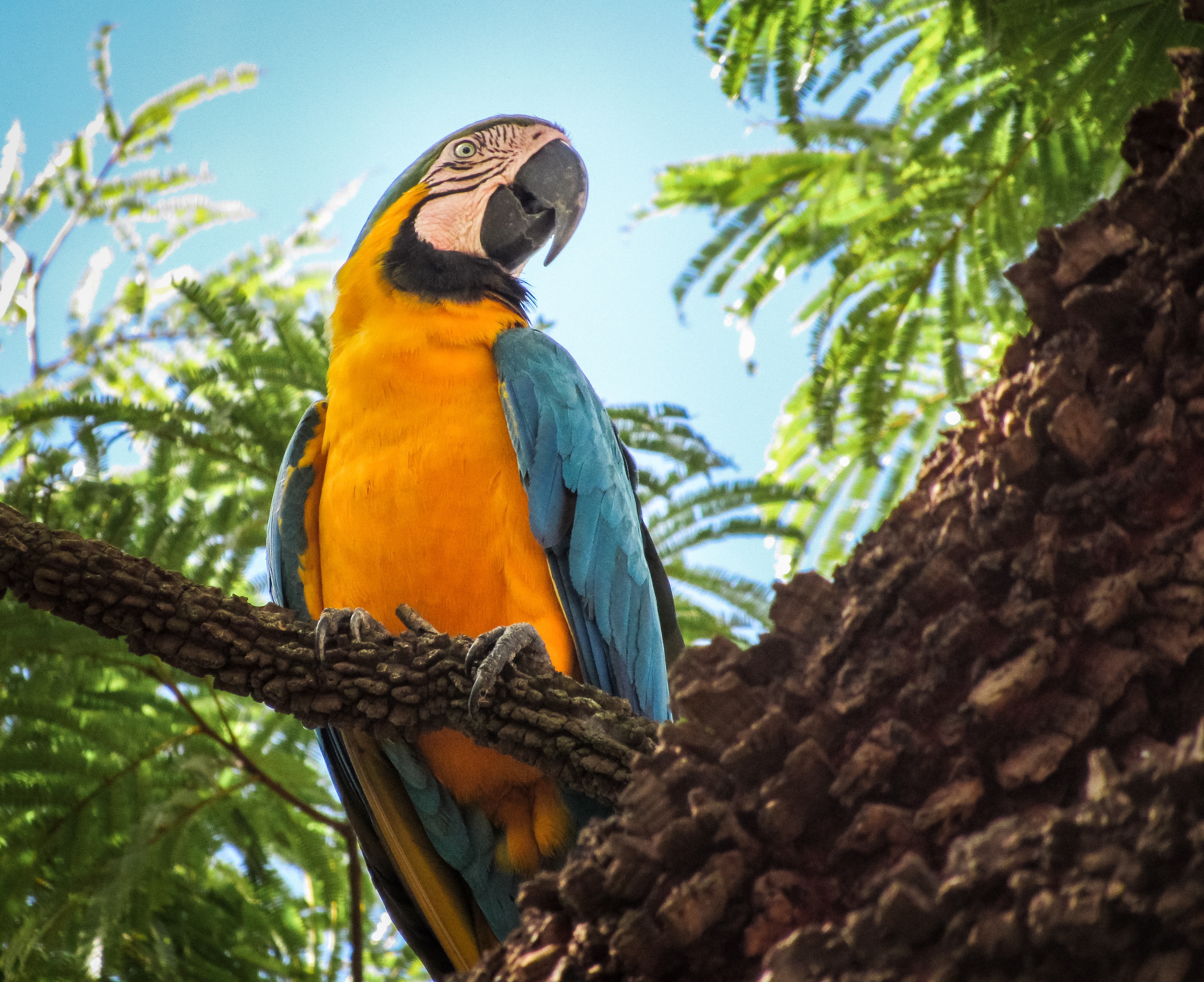 Blue and yellow macaw perched on a tree branch HD Wallpaper