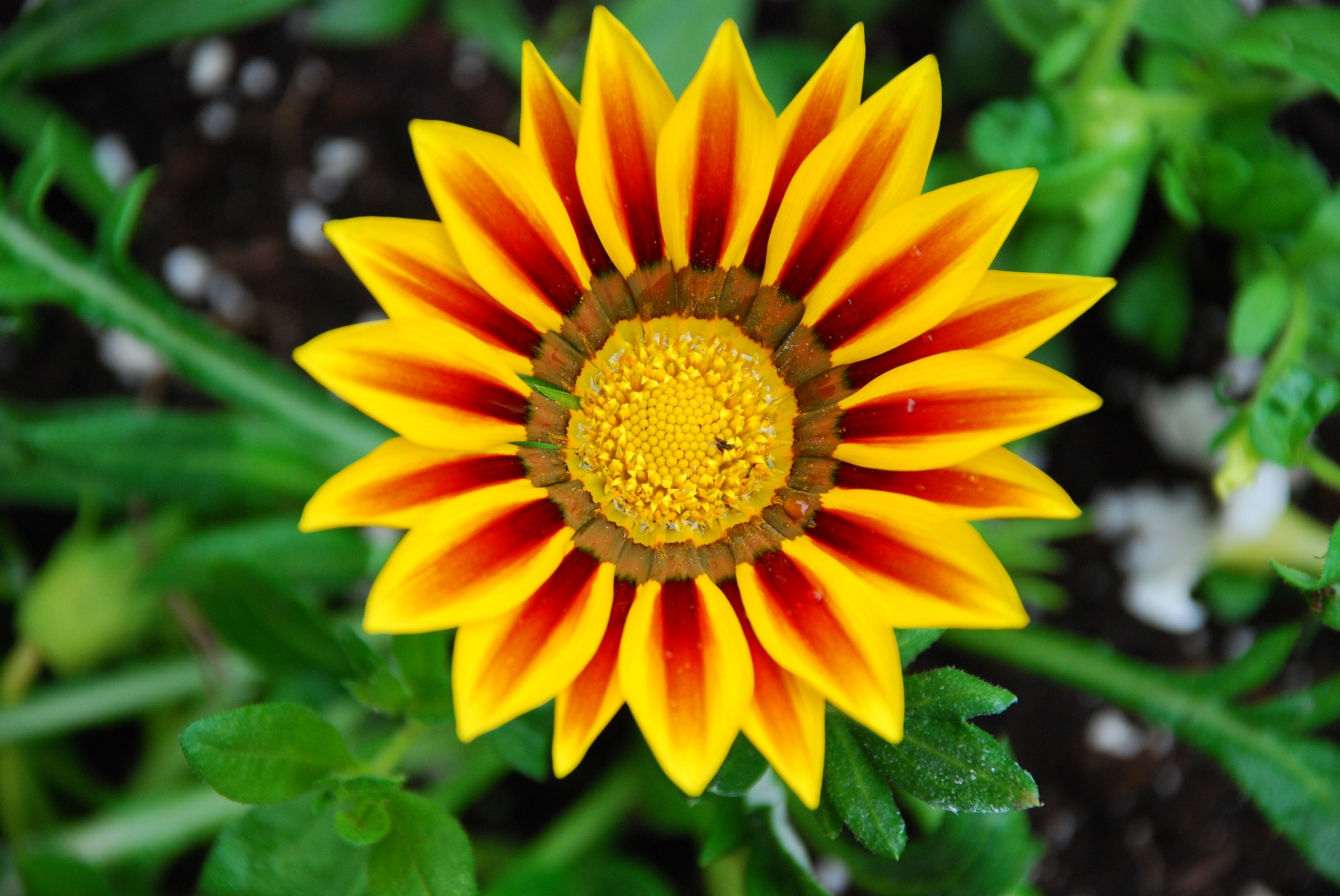 Vibrant Yellow and Red Gazania Flower in Bloom HD Wallpaper