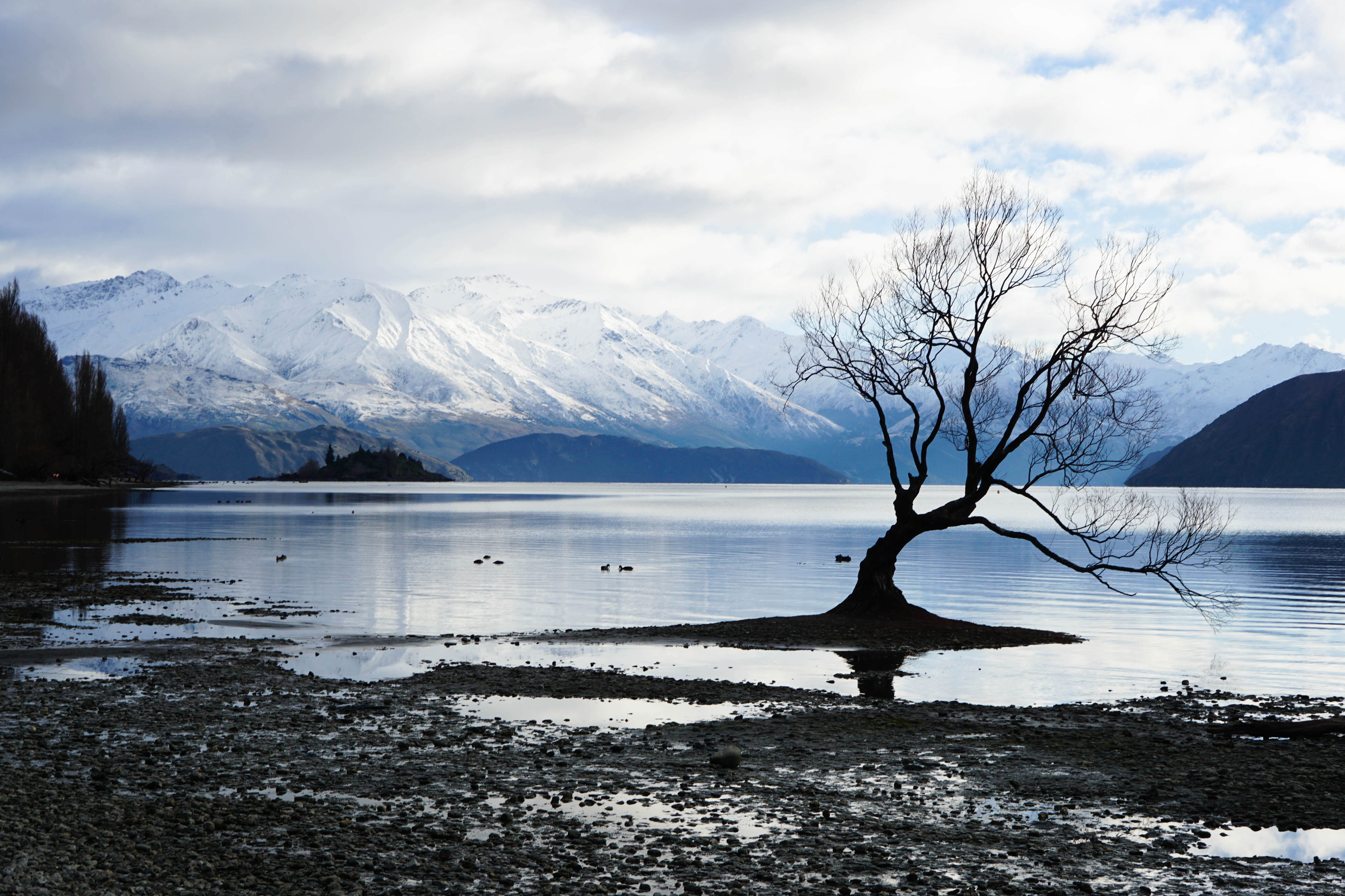 Lone tree in a lake with snow-capped mountains HD Wallpaper