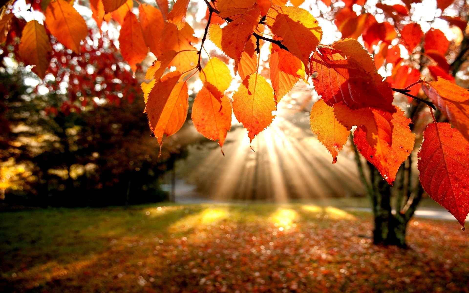 Autumn leaves with sunbeams HD Wallpaper
