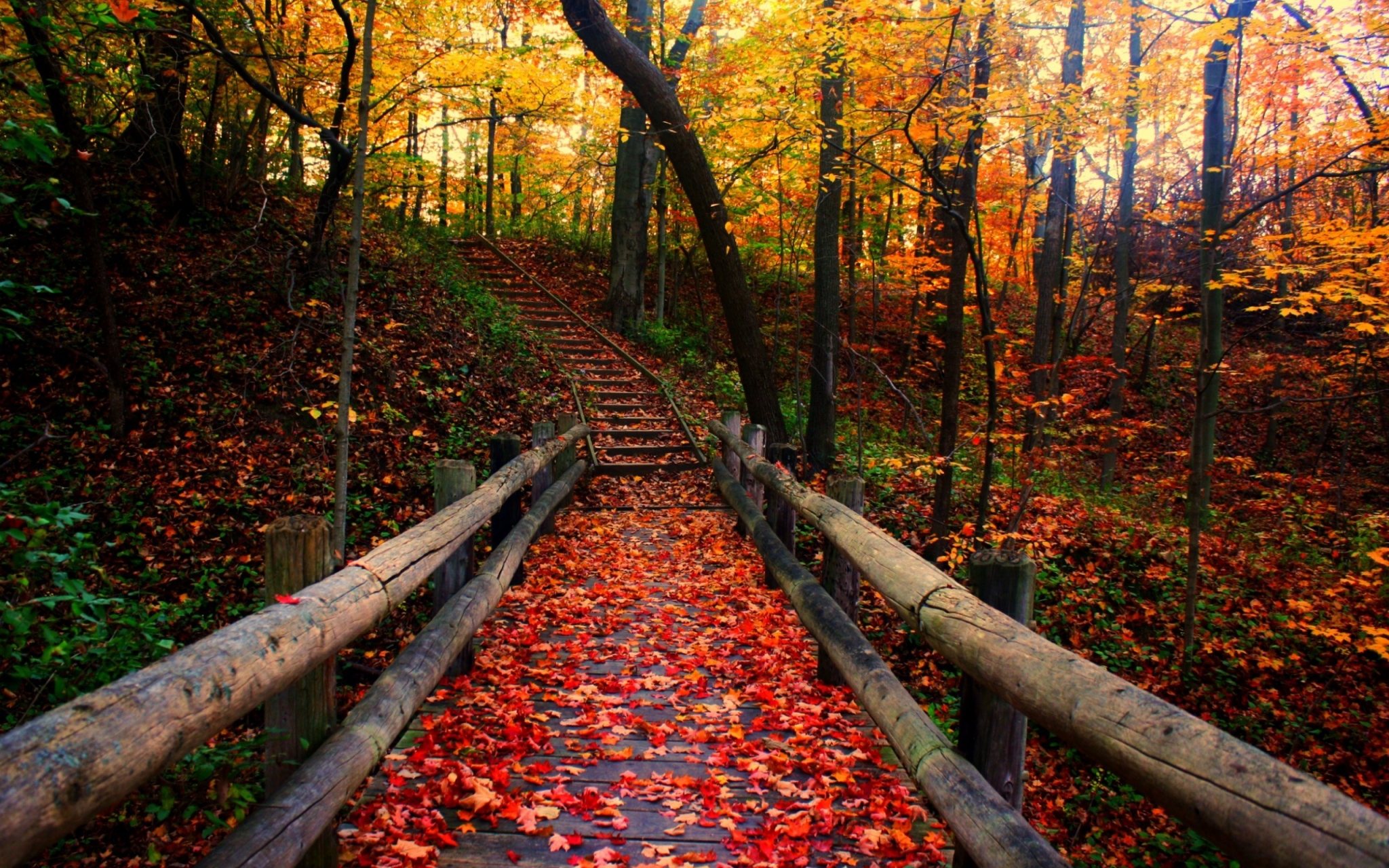 Wooden bridge over a path covered in autumn leaves HD Wallpaper