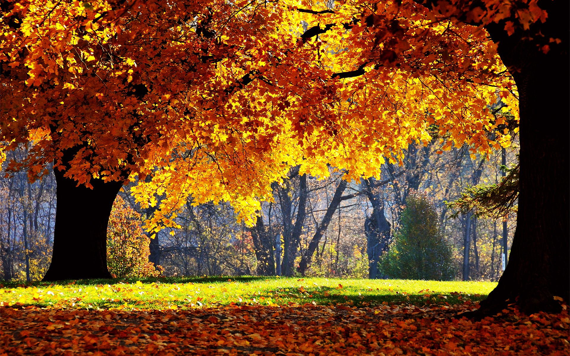Autumn trees with golden leaves in a park HD Wallpaper