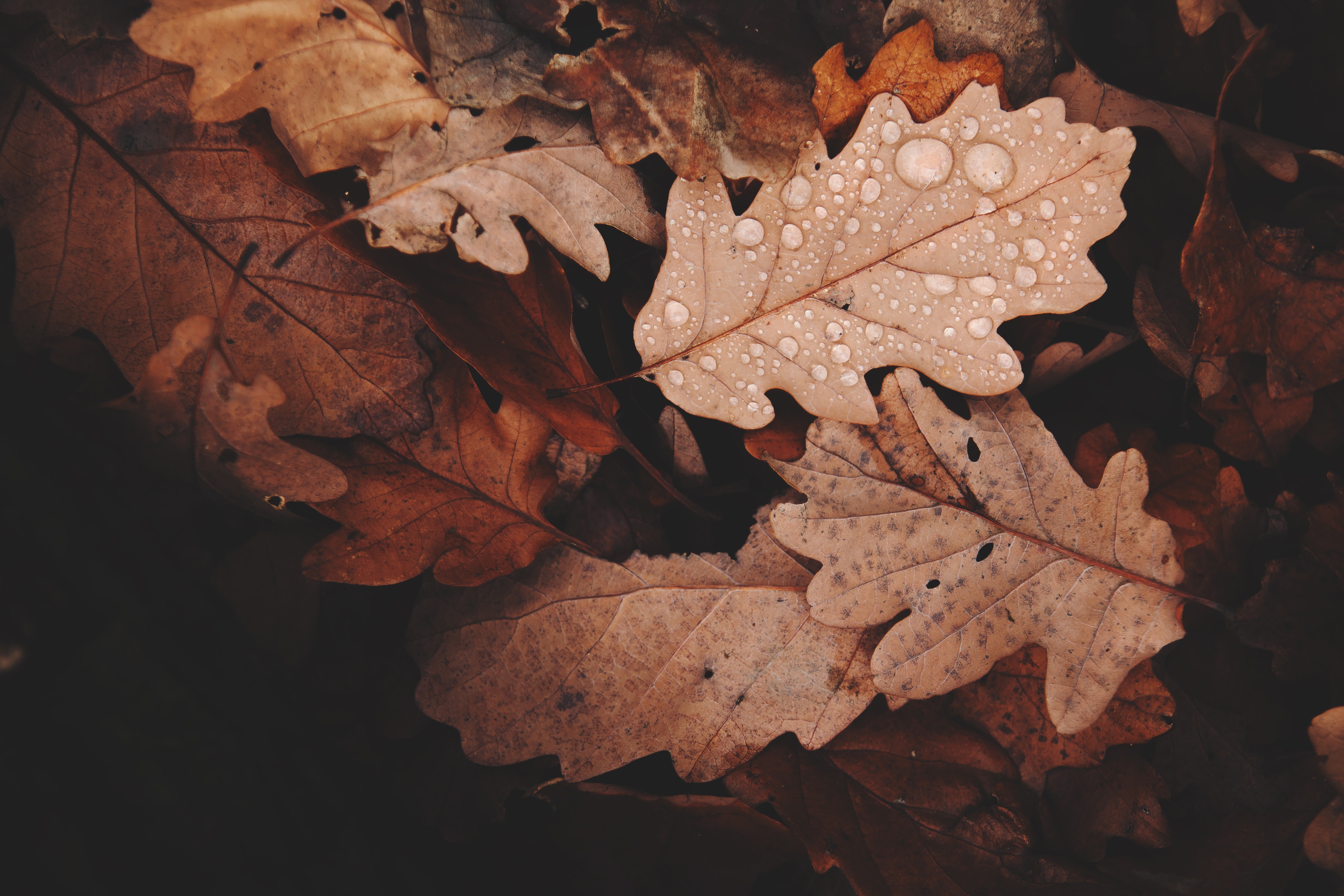 Autumn oak leaves with water drops HD Wallpaper