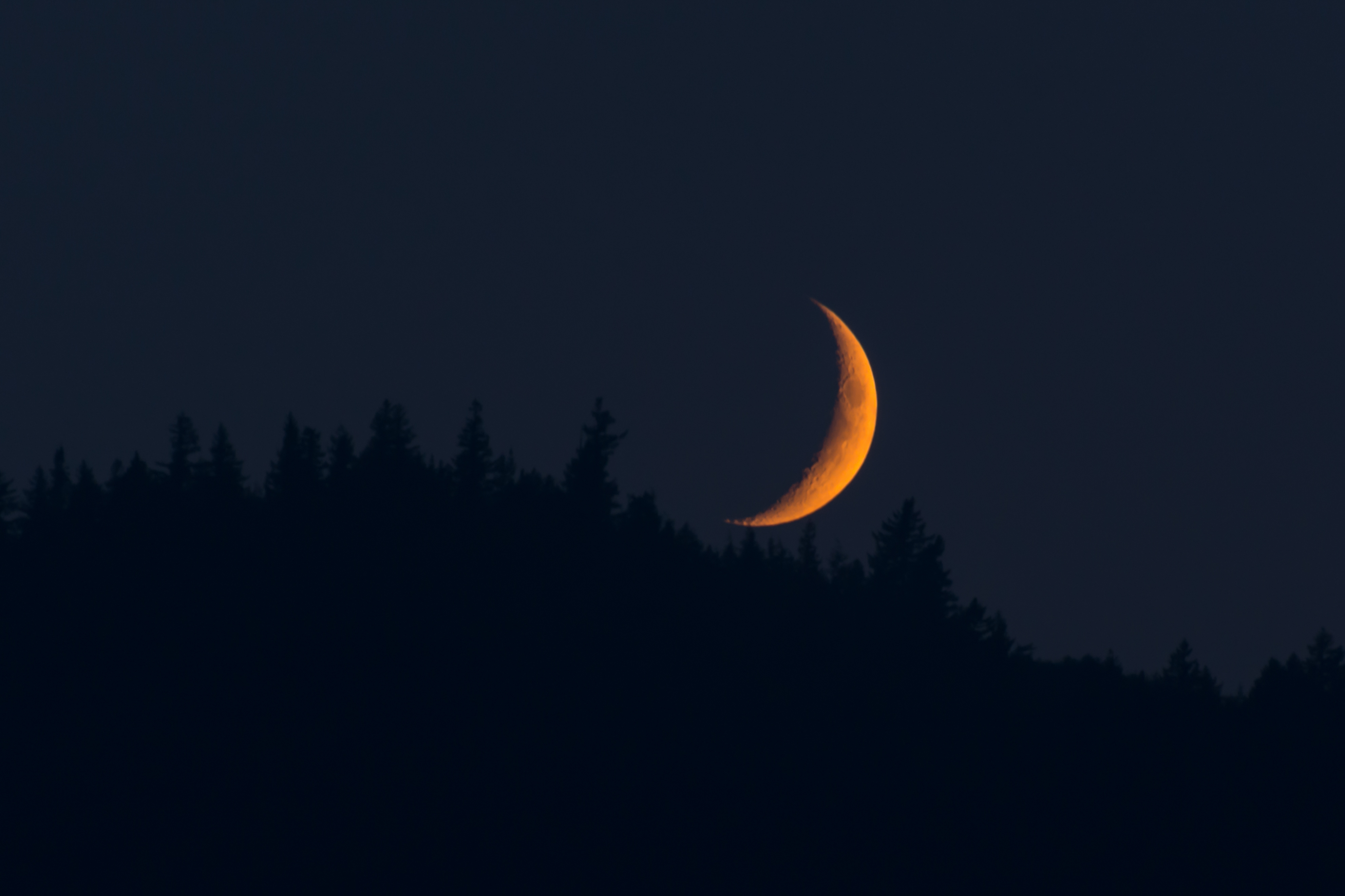 Crescent moon over a dark forest silhouette HD Wallpaper
