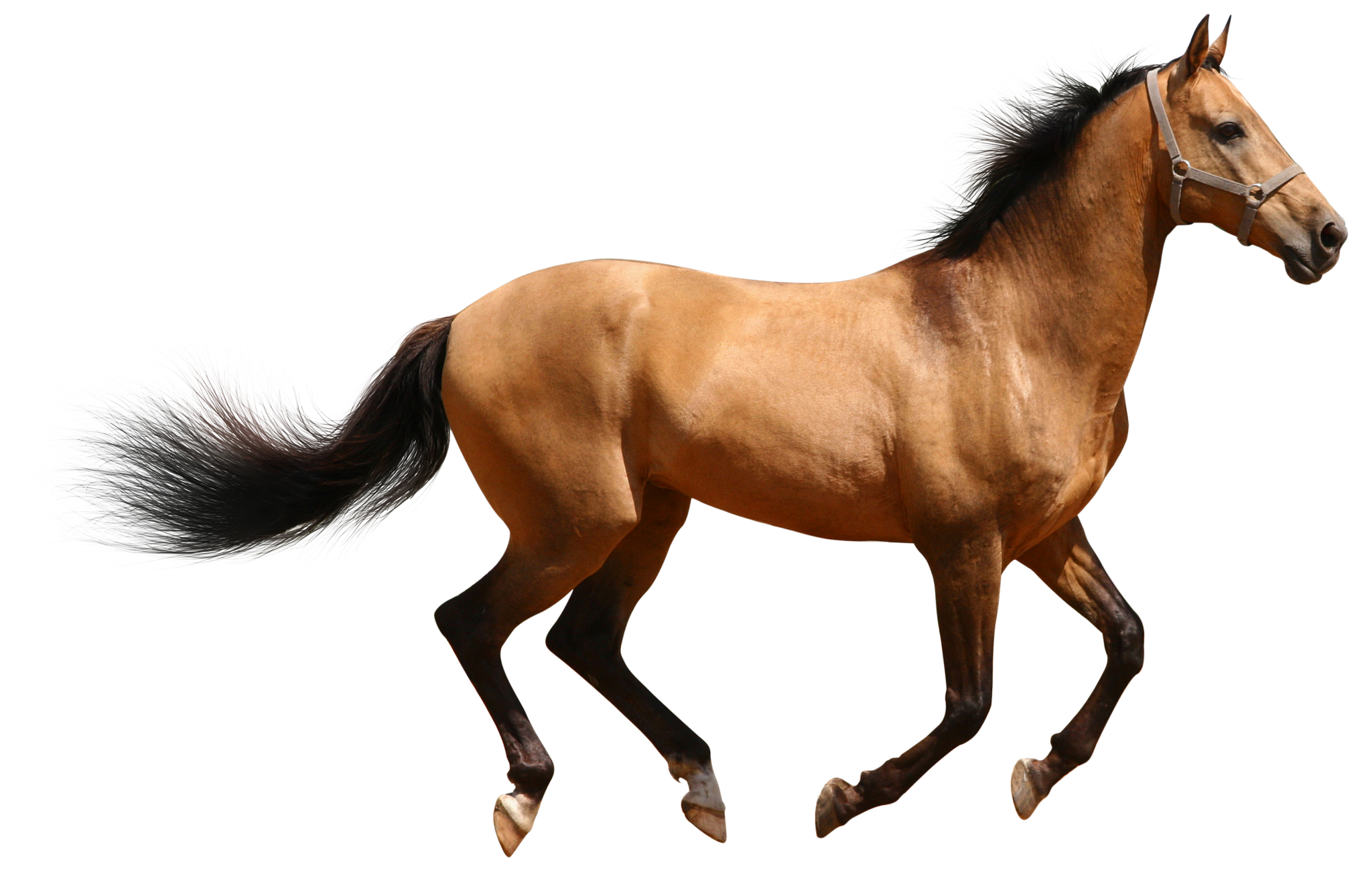 A buckskin horse running HD Wallpaper