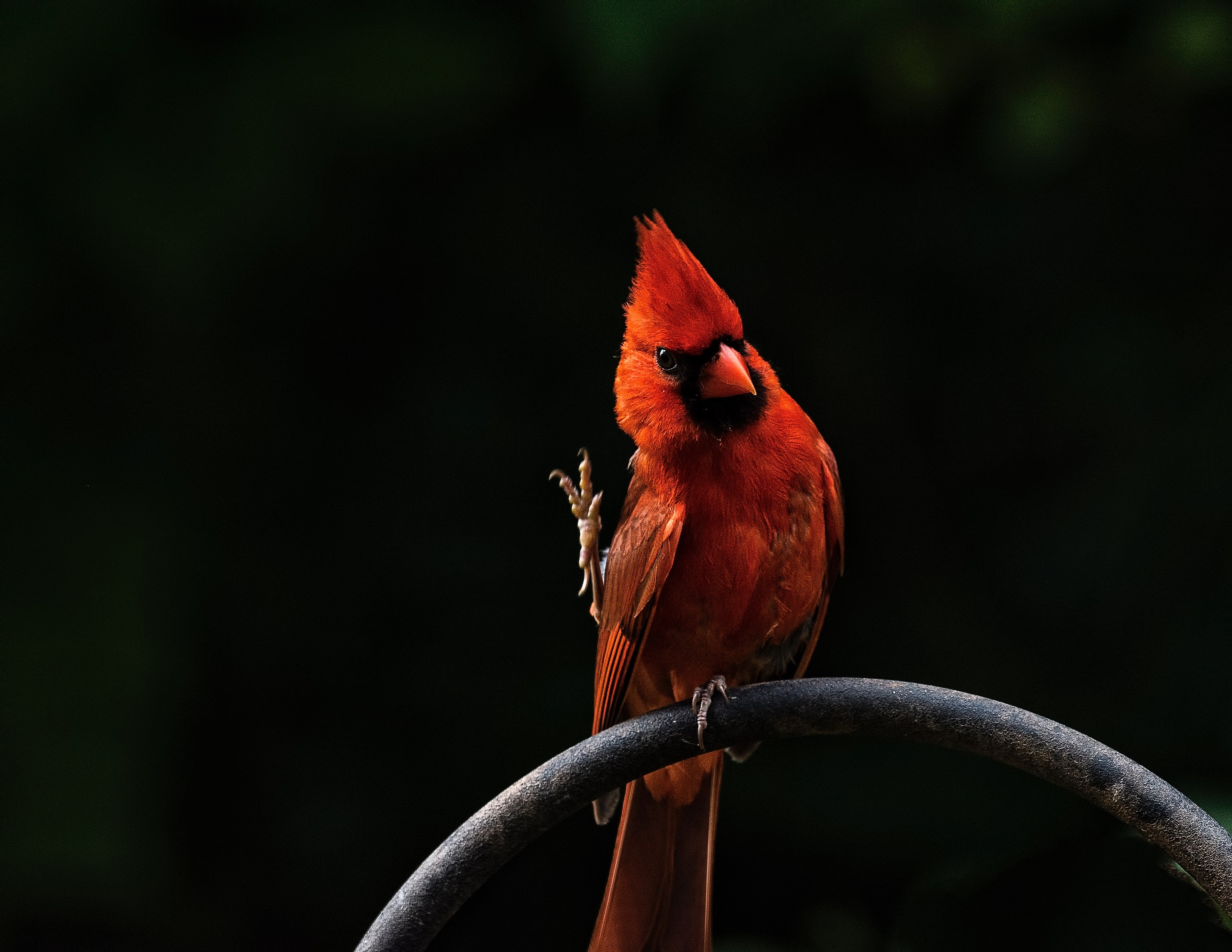 A bright red cardinal bird perched on a dark branch HD Wallpaper