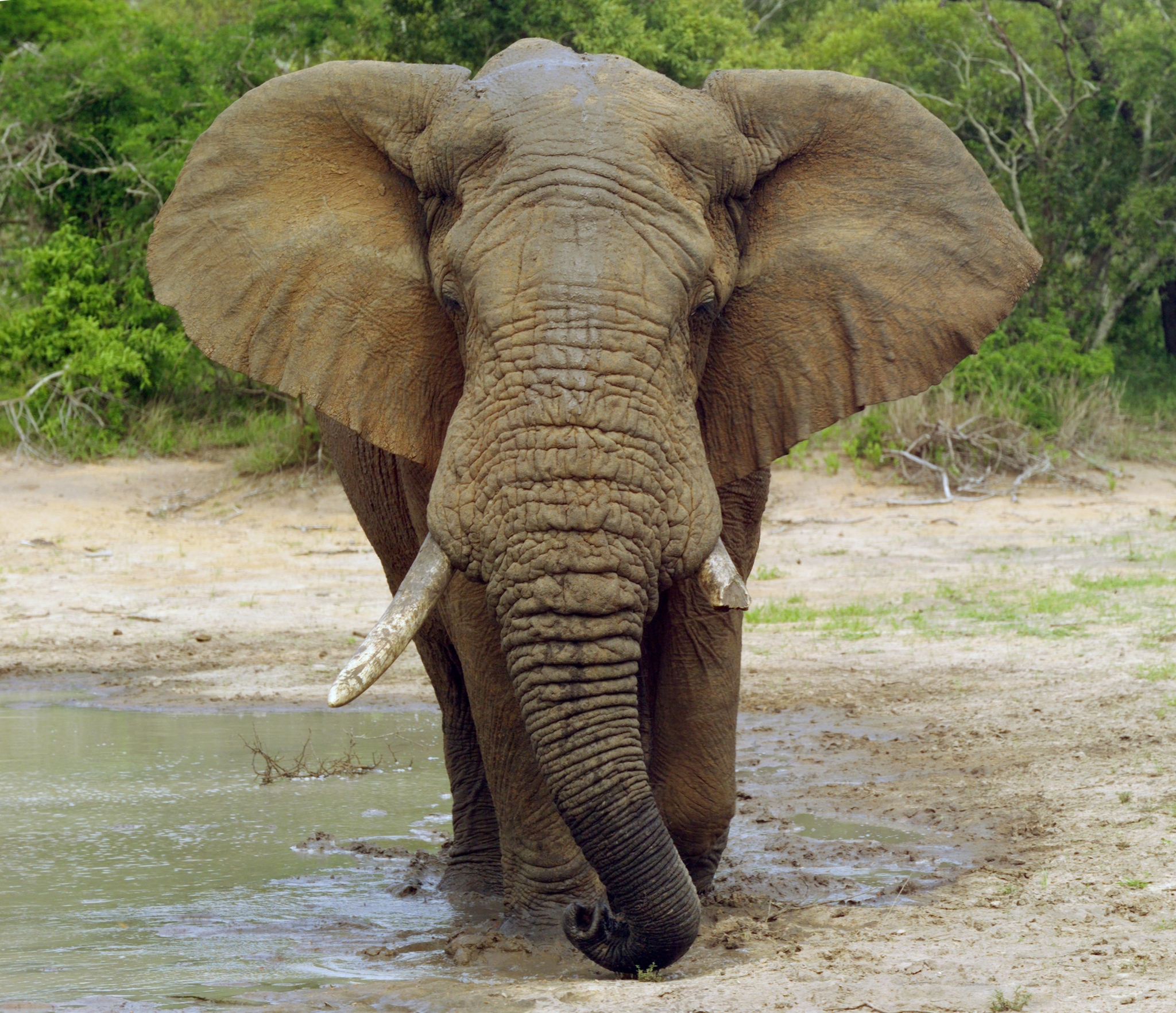 Elephant standing in water HD Wallpaper