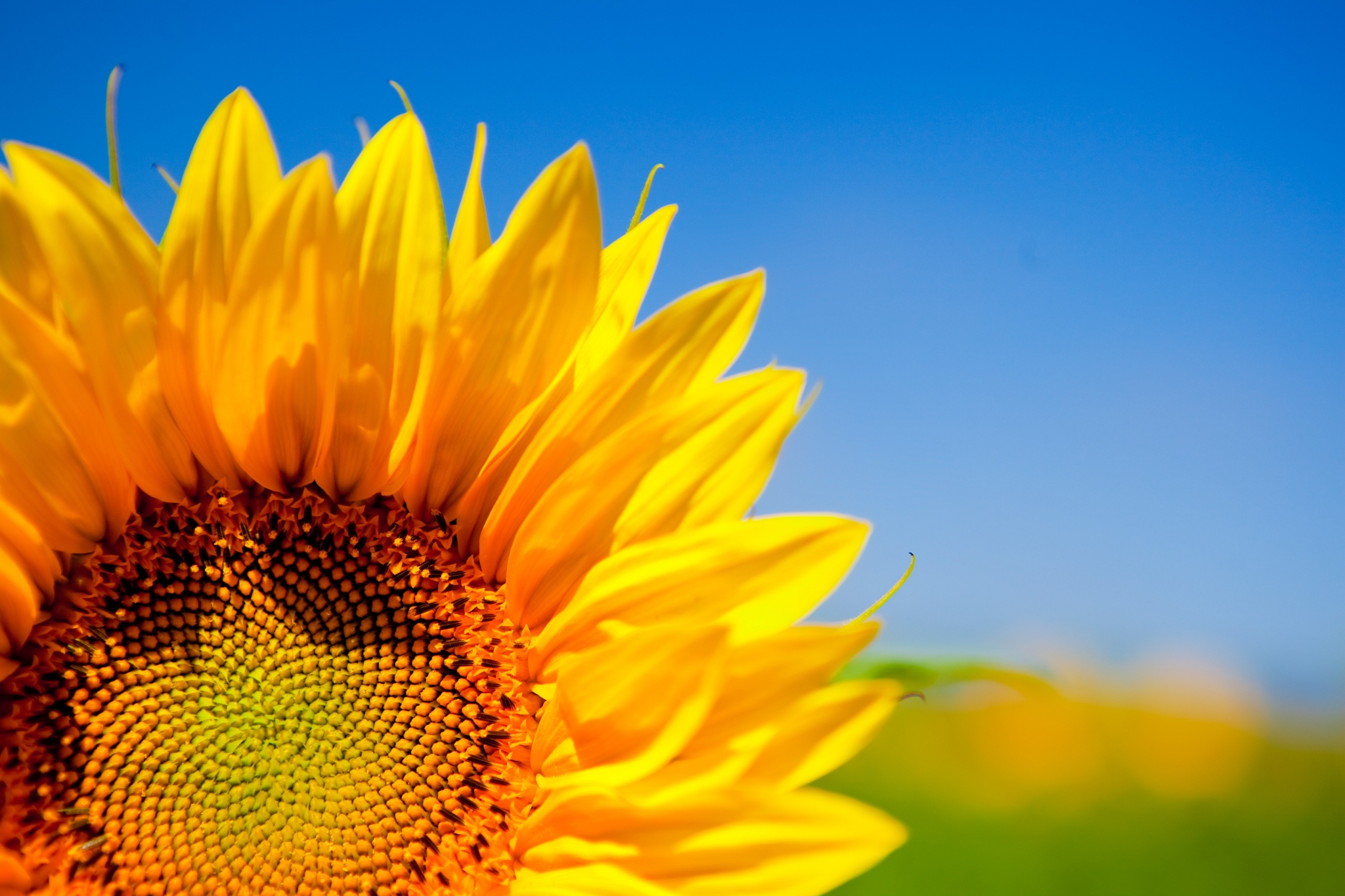 Close-up of a sunflower against a blue sky HD Wallpaper