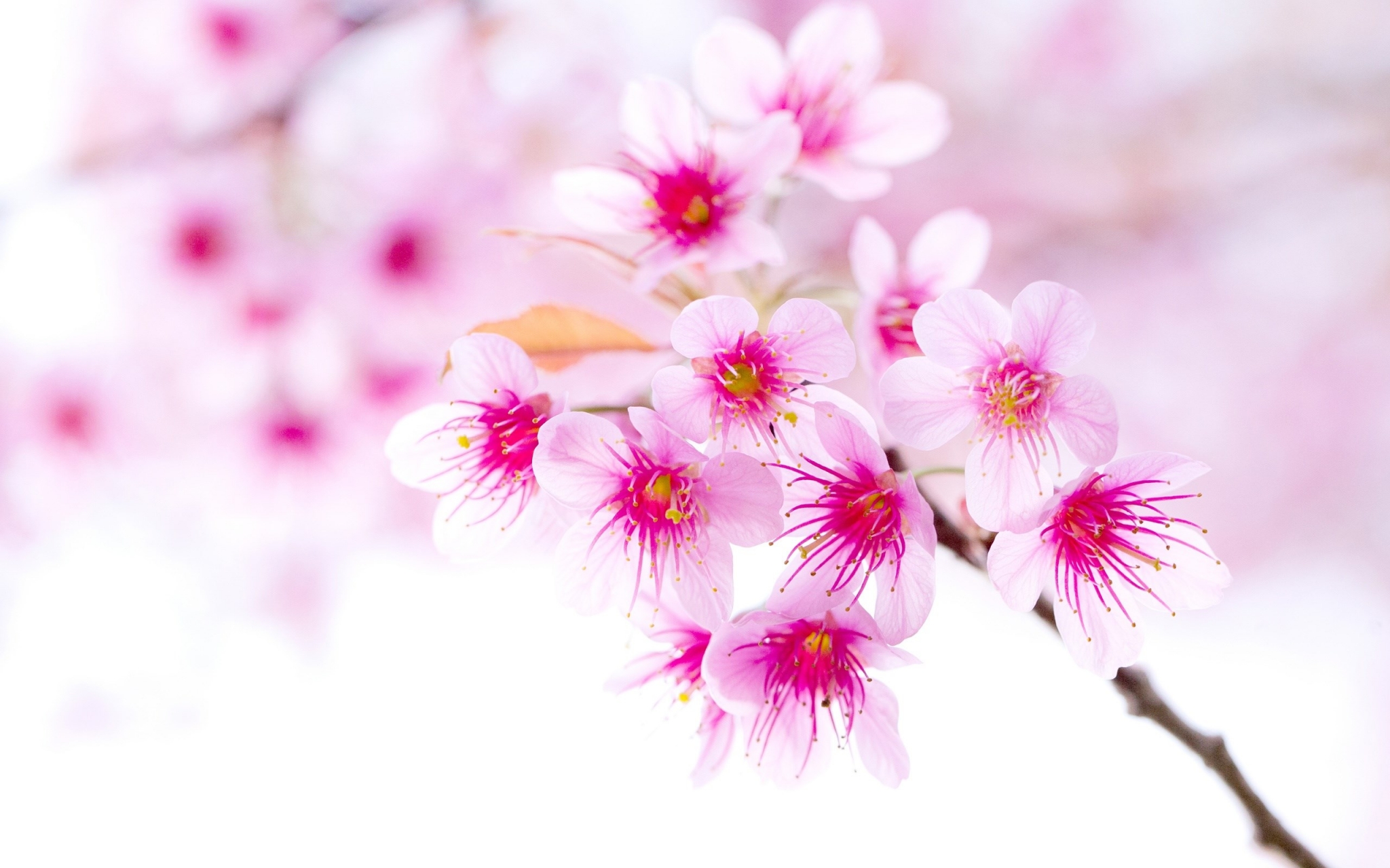 Pink cherry blossoms on a branch HD Wallpaper