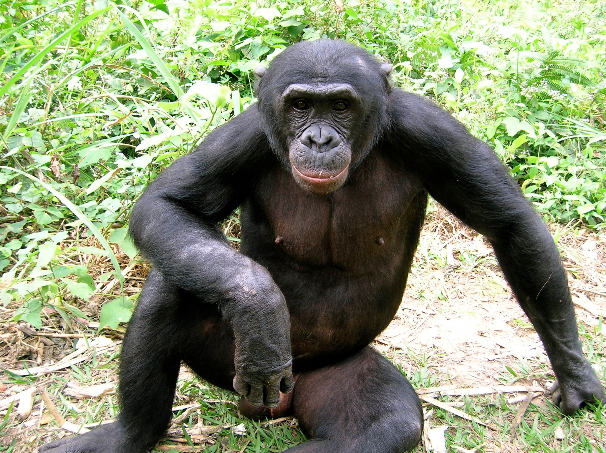 Chimpanzee sitting in grass and foliage HD Wallpaper