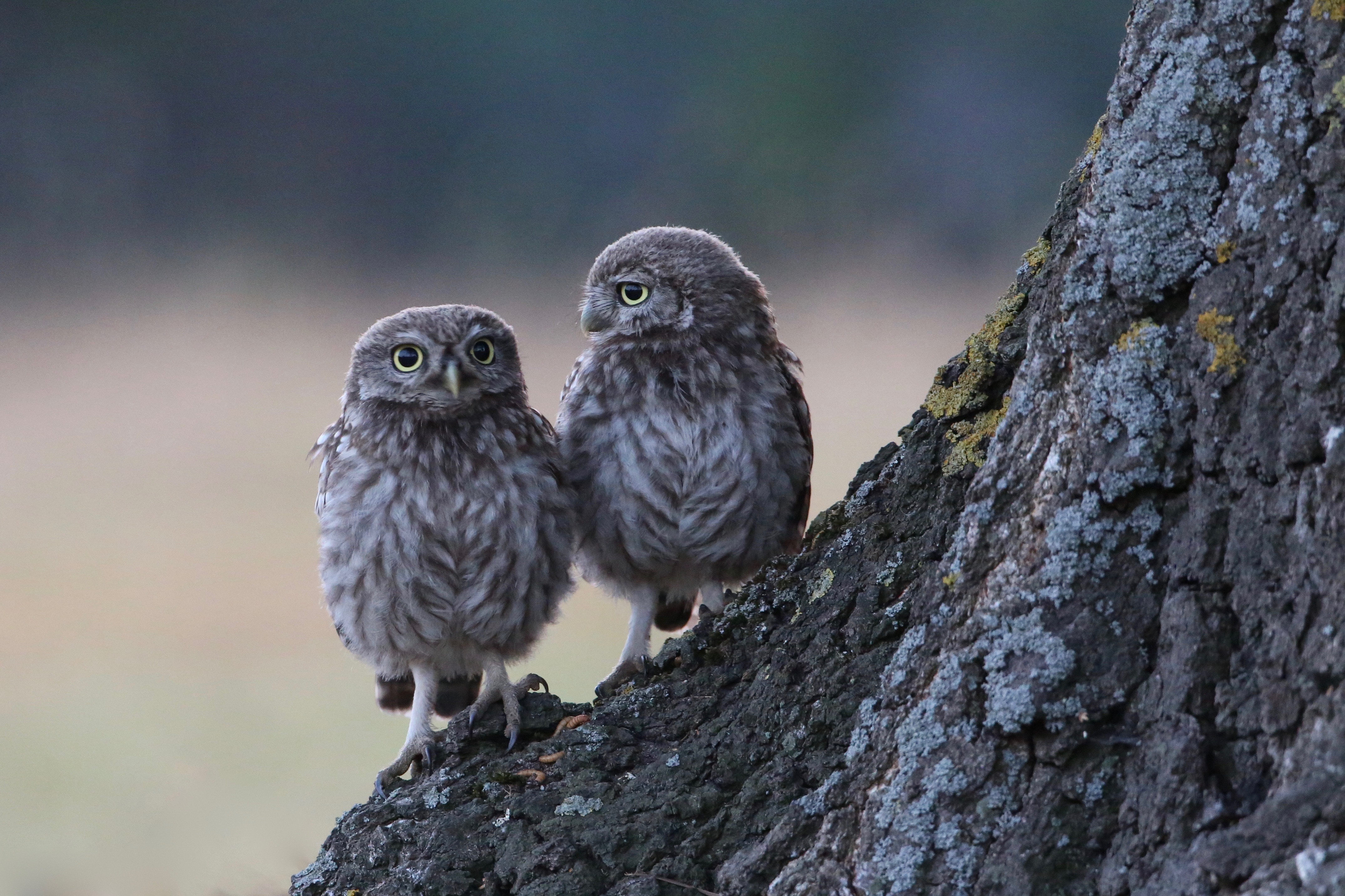 Two little owls on a tree trunk HD Wallpaper