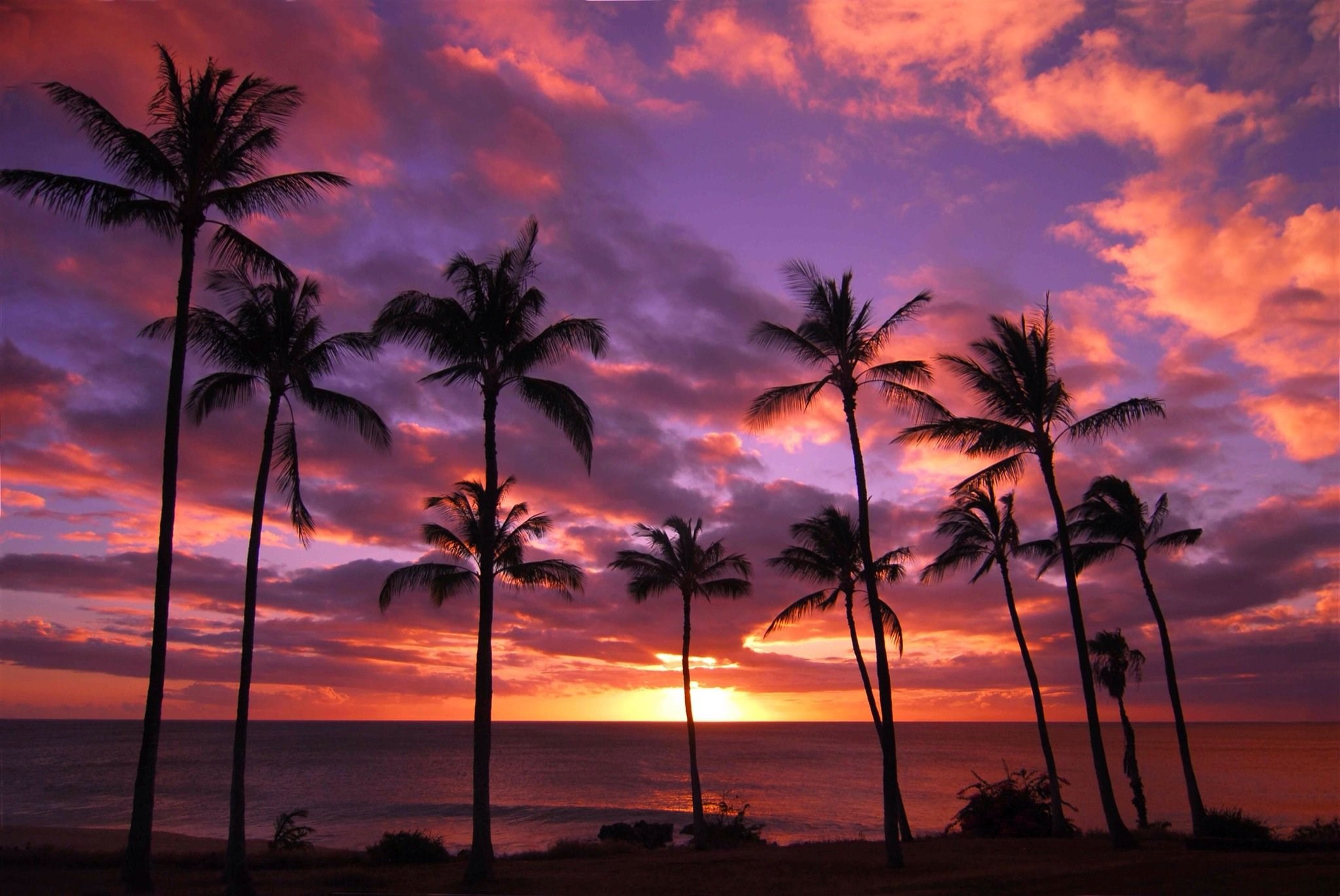 Palm trees silhouetted against a vibrant sunset over the ocean HD Wallpaper