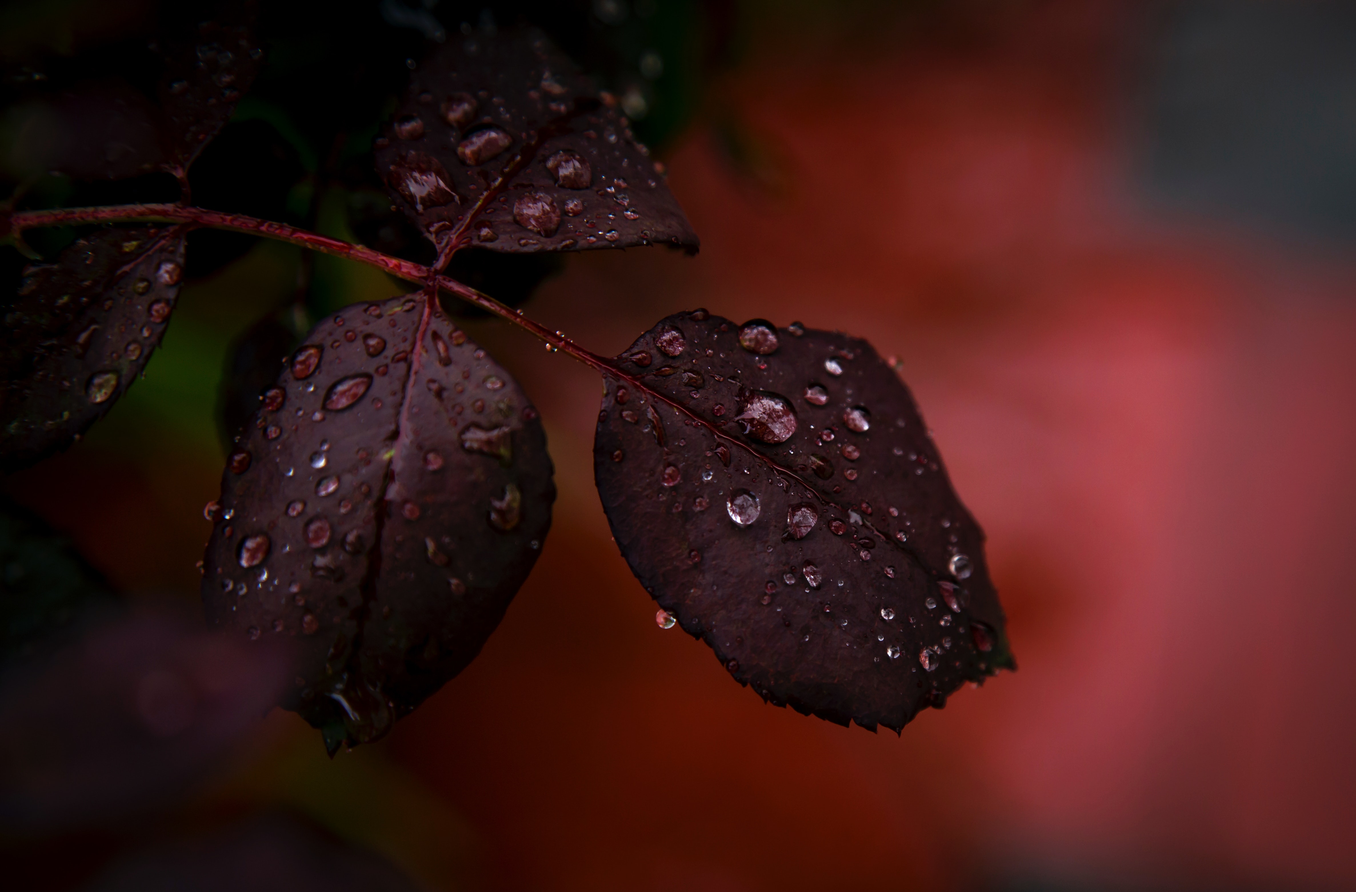 Dark leaves with water drops in macro HD Wallpaper