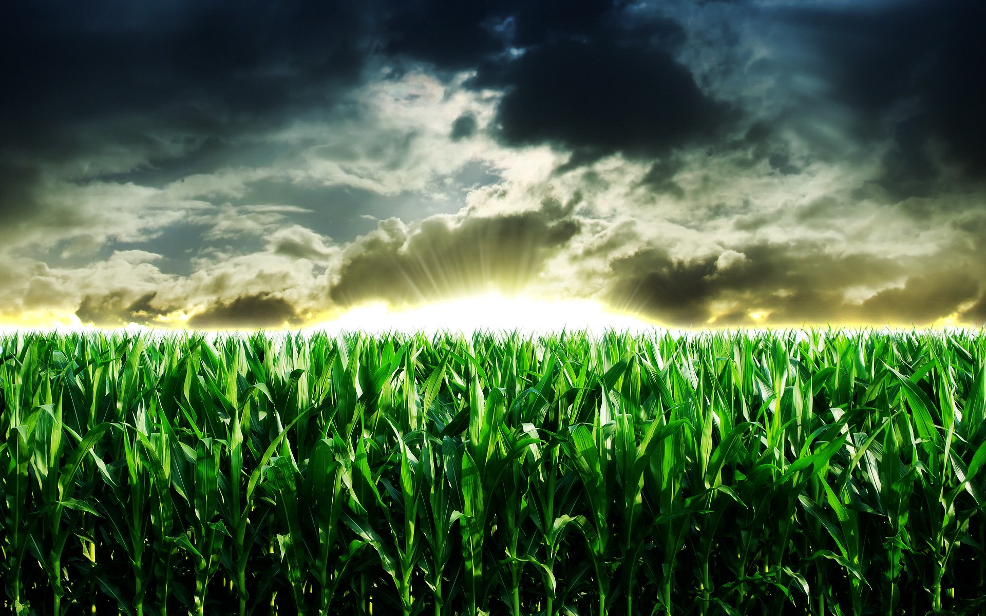 Cornfield under stormy sky with sun rays HD Wallpaper