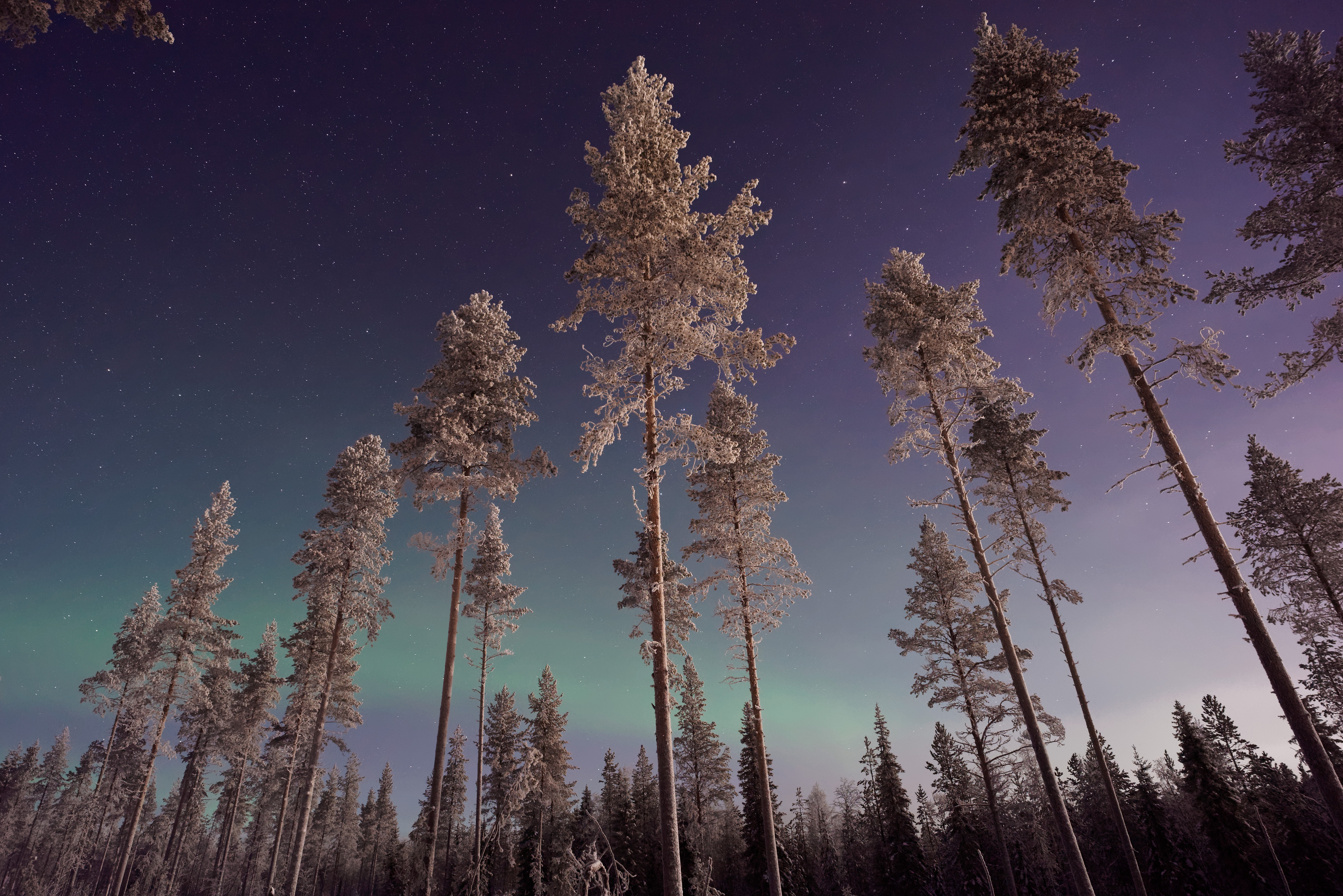 Snow-covered pine trees under the Northern Lights HD Wallpaper