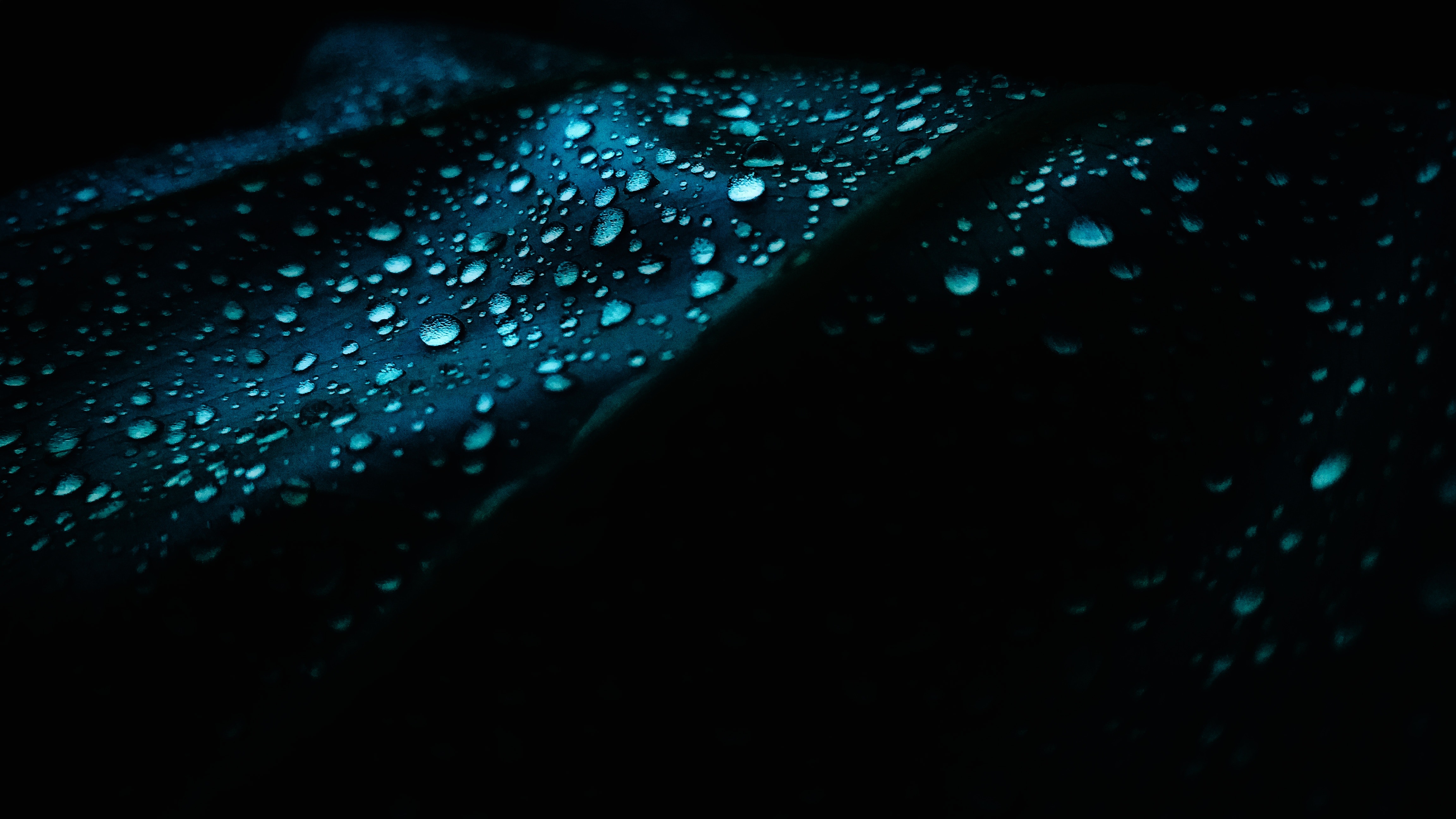 Close-up of water drops on a dark leaf HD Wallpaper