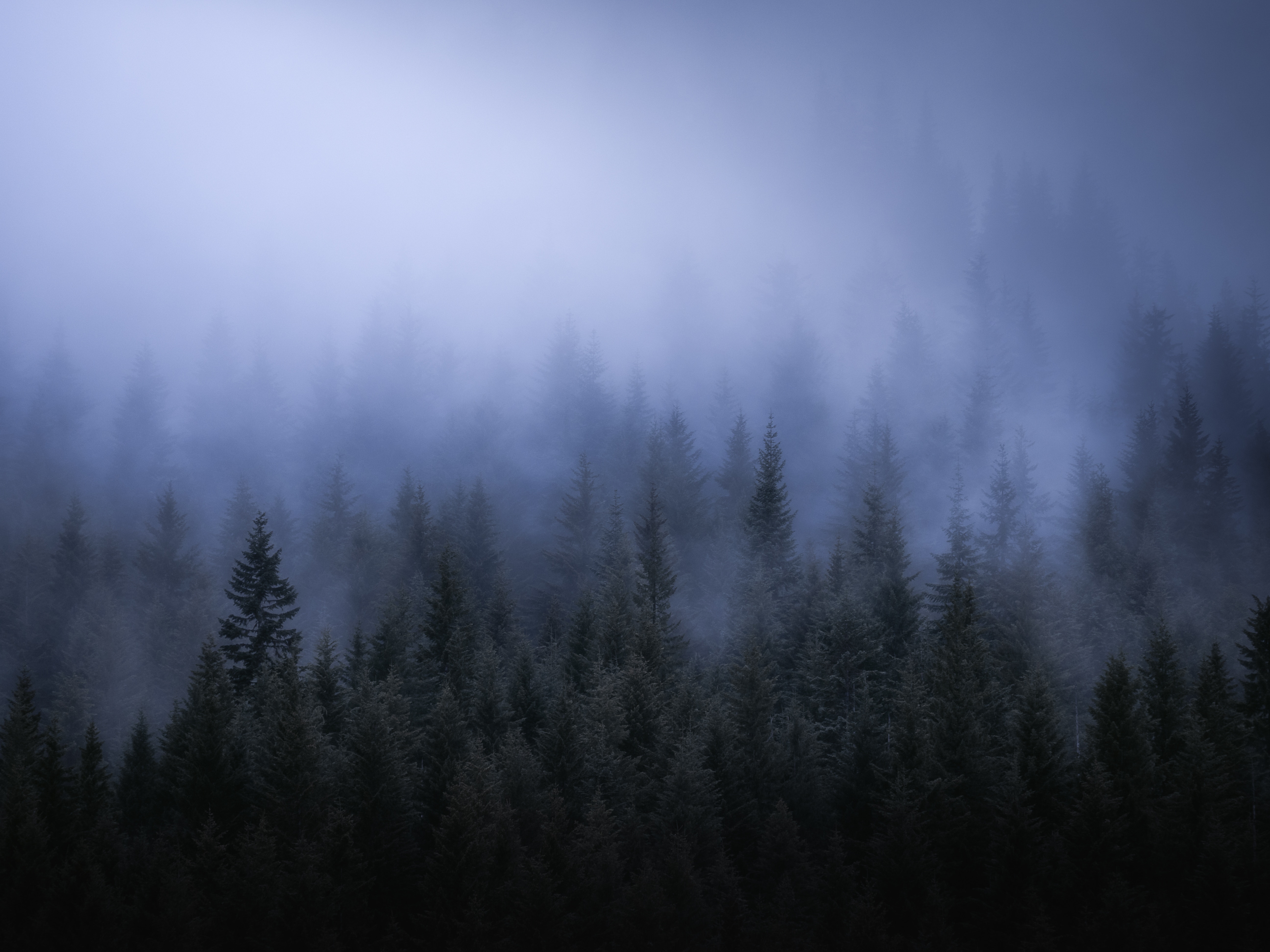 Misty forest with tall evergreen trees HD Wallpaper