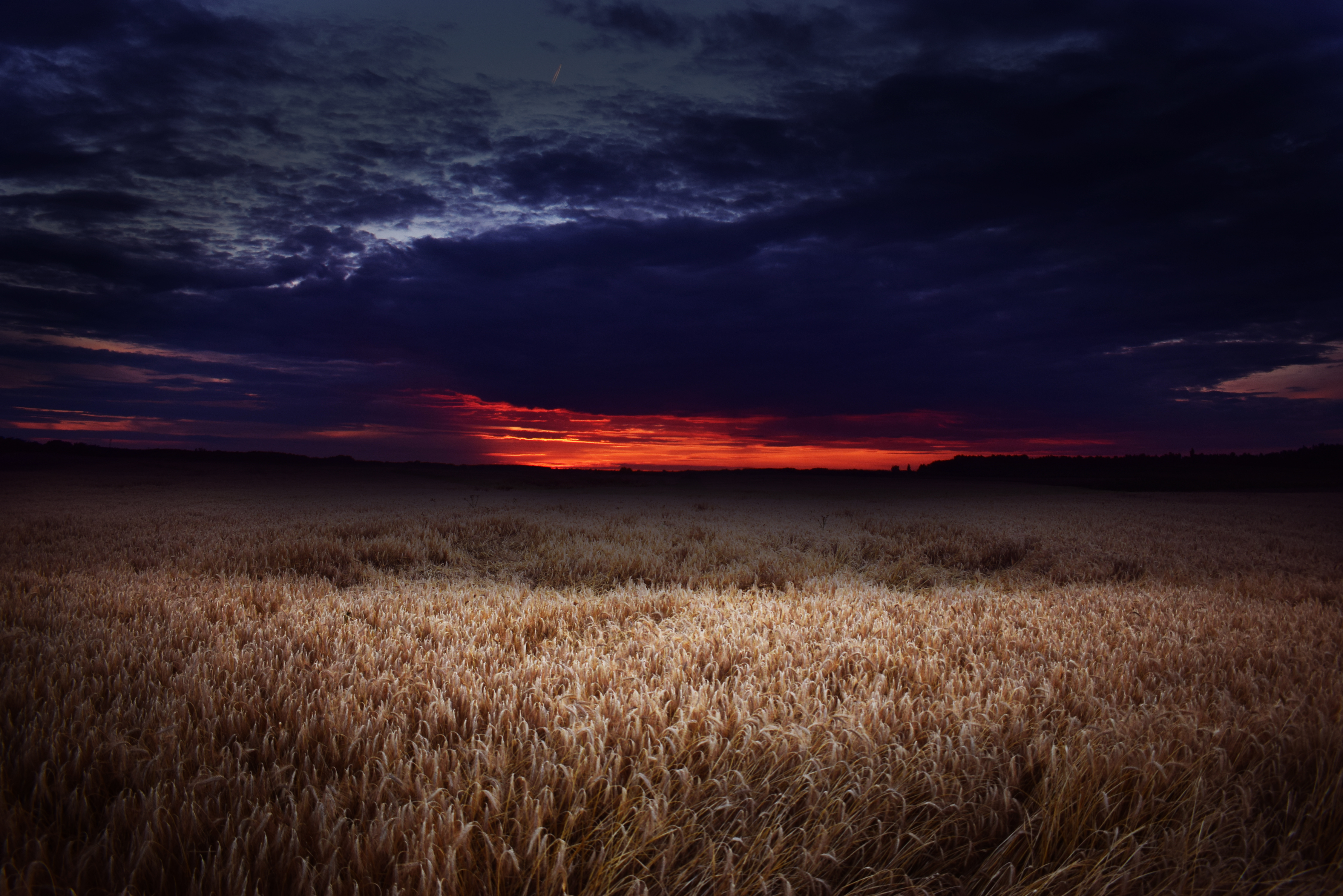 Wheat field at sunset with dark clouds HD Wallpaper