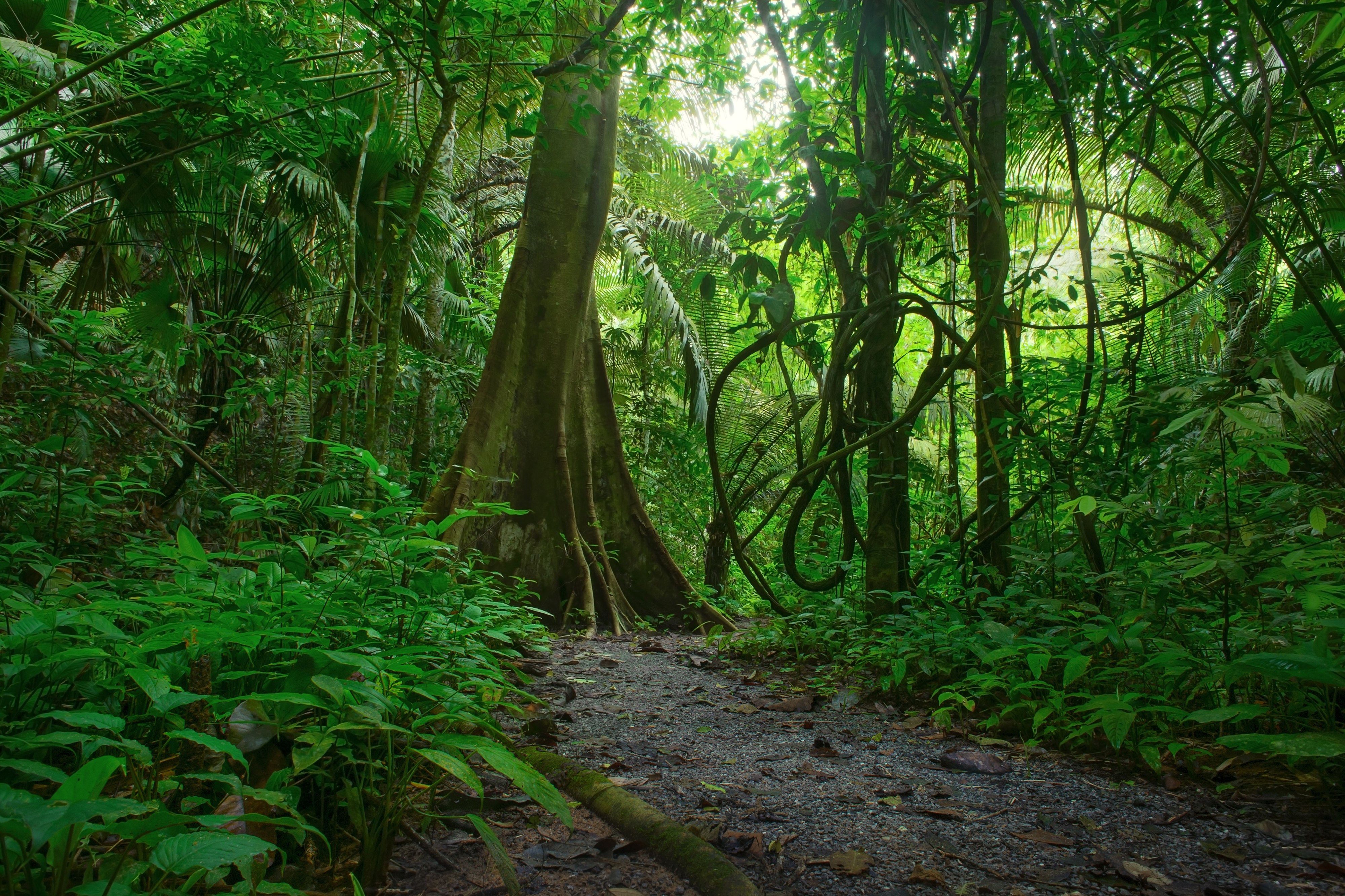 Jungle path with large tree and vines HD Wallpaper