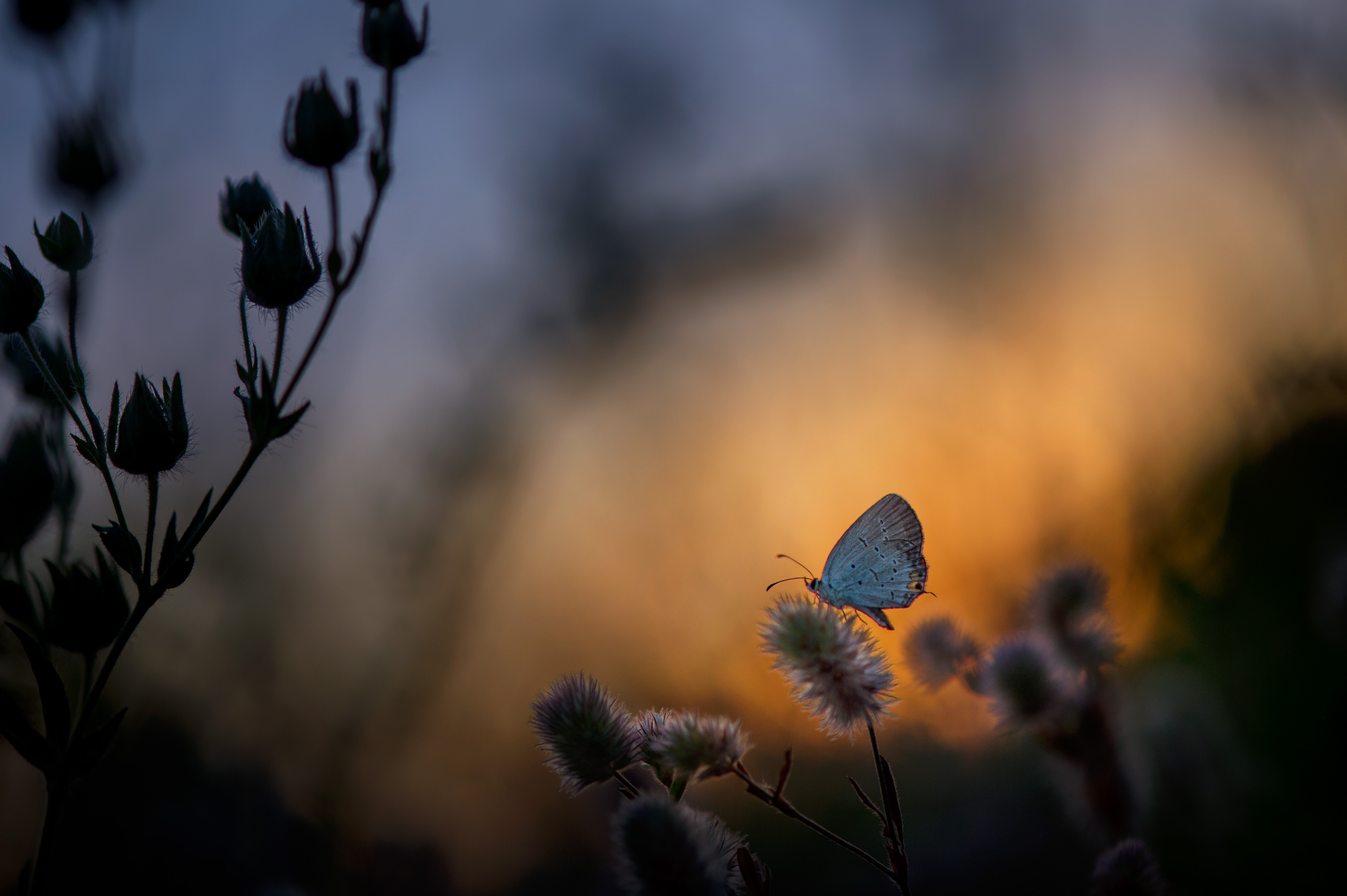 Butterfly on a plant at sunset HD Wallpaper
