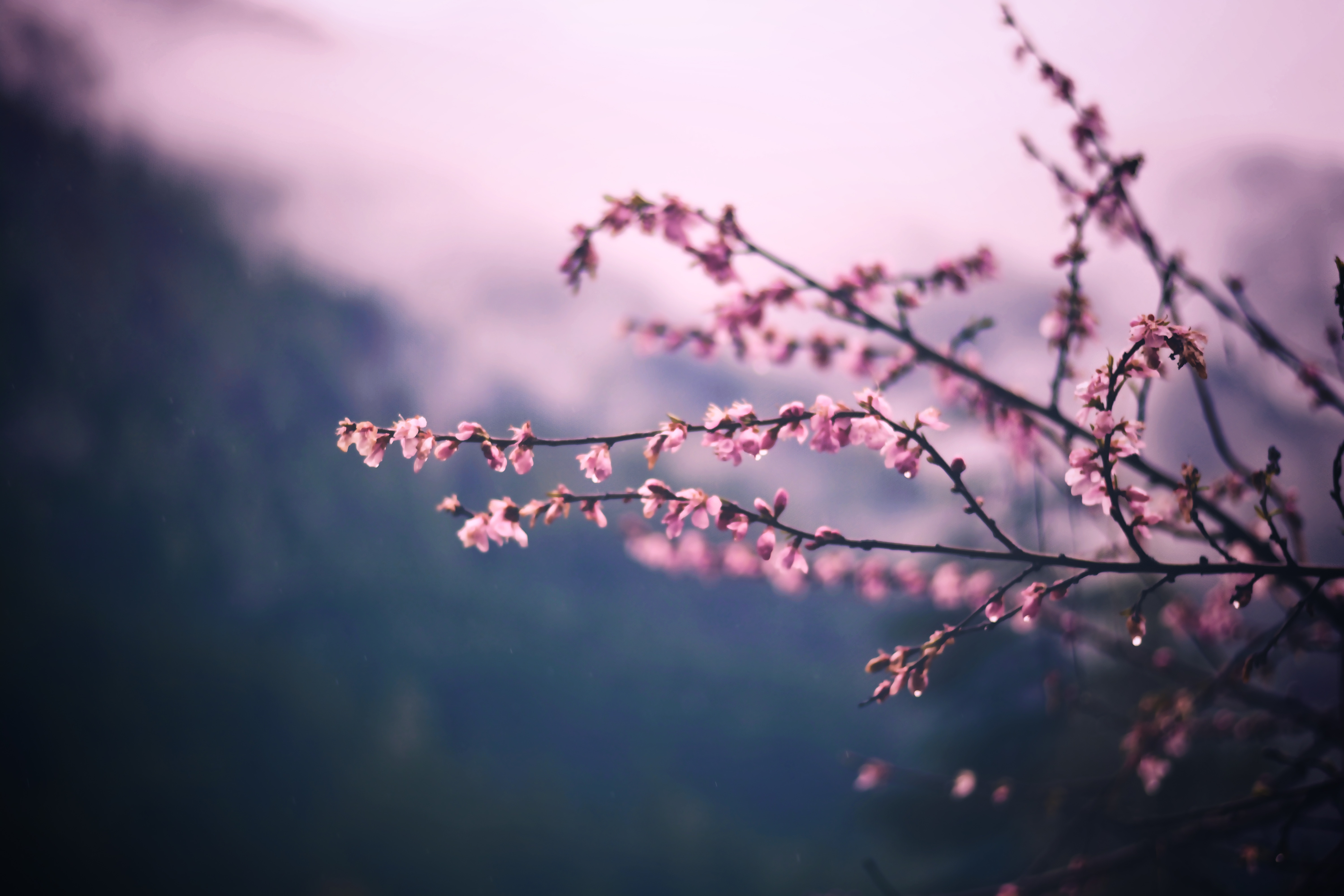 Pink cherry blossoms on branches with water droplets HD Wallpaper