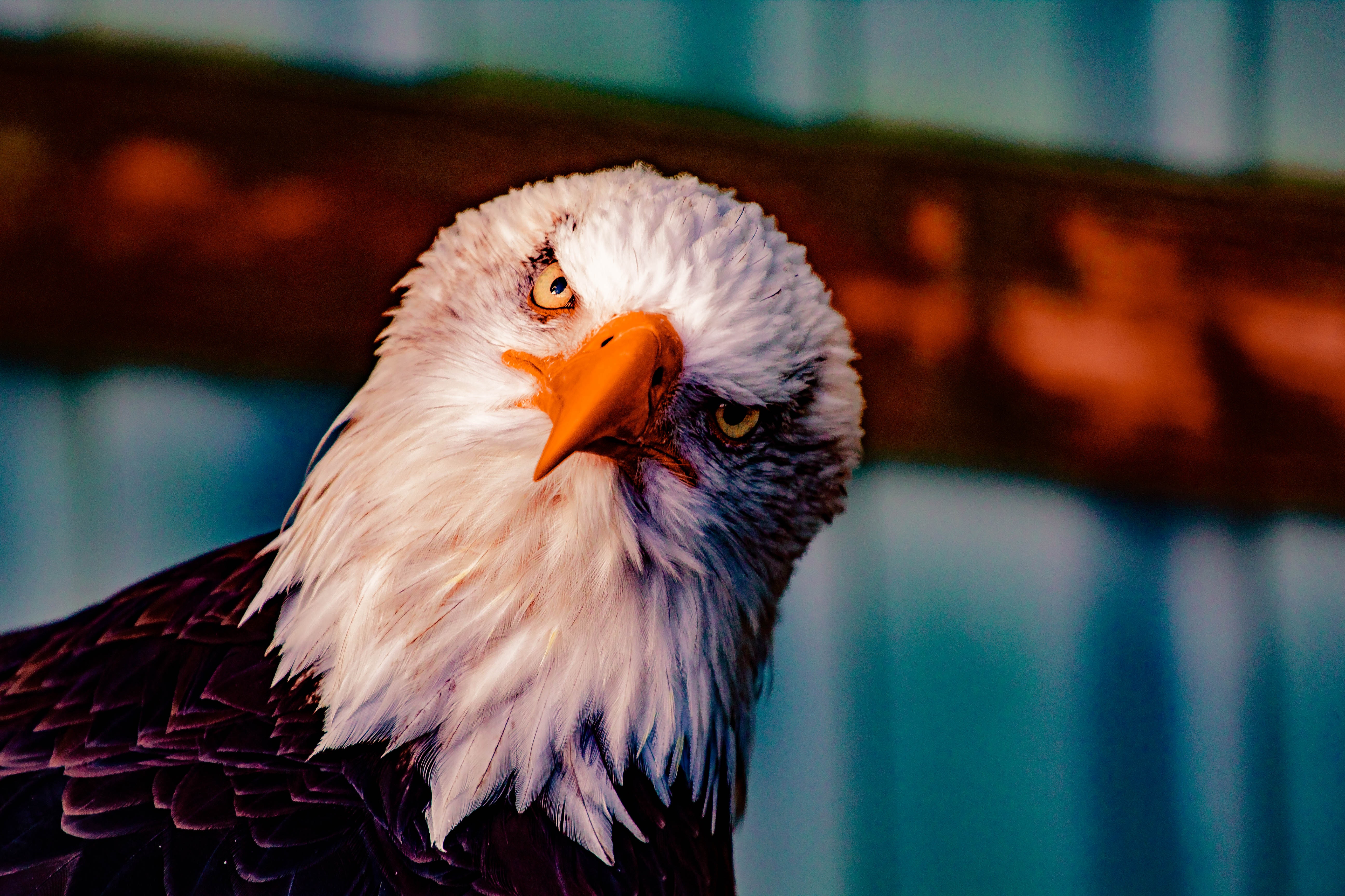 Bald eagle with orange beak and white head HD Wallpaper