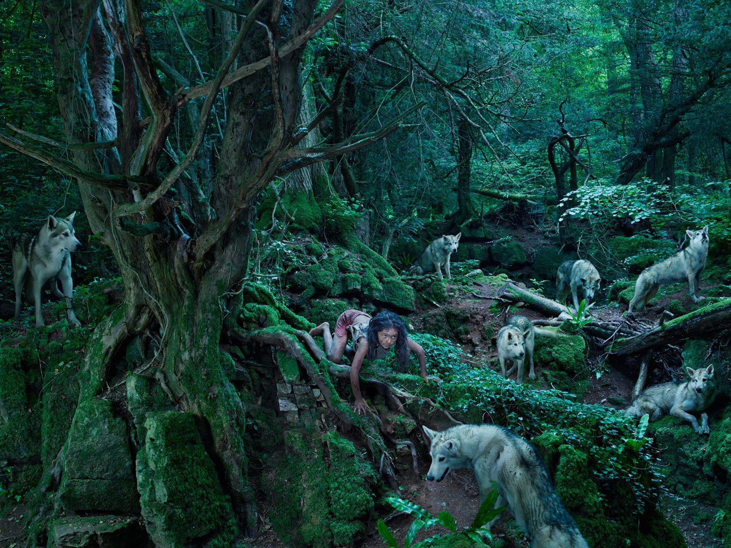A young girl with wolves in a forest HD Wallpaper