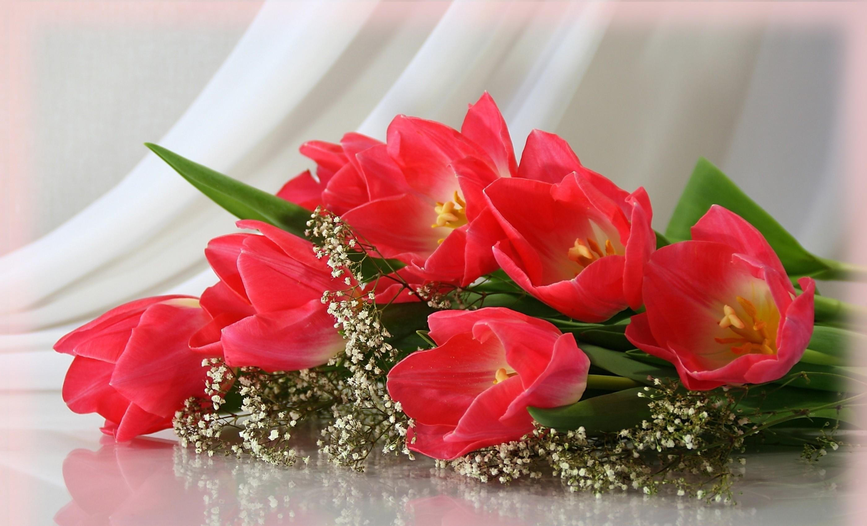 Pink tulips with baby's breath on a reflective surface HD Wallpaper