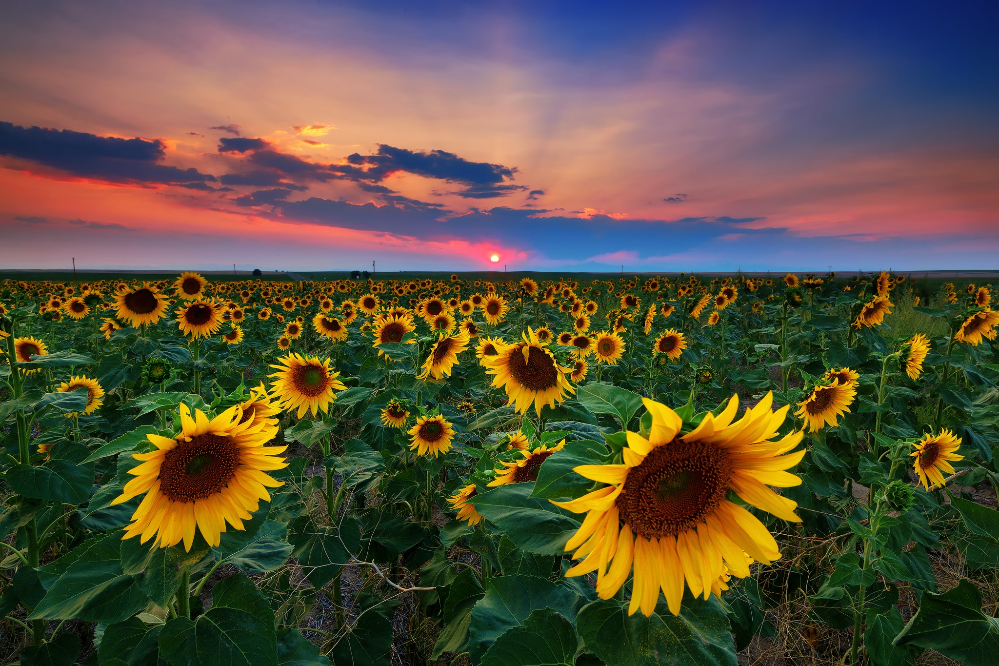 Sunflower field at sunset HD Wallpaper