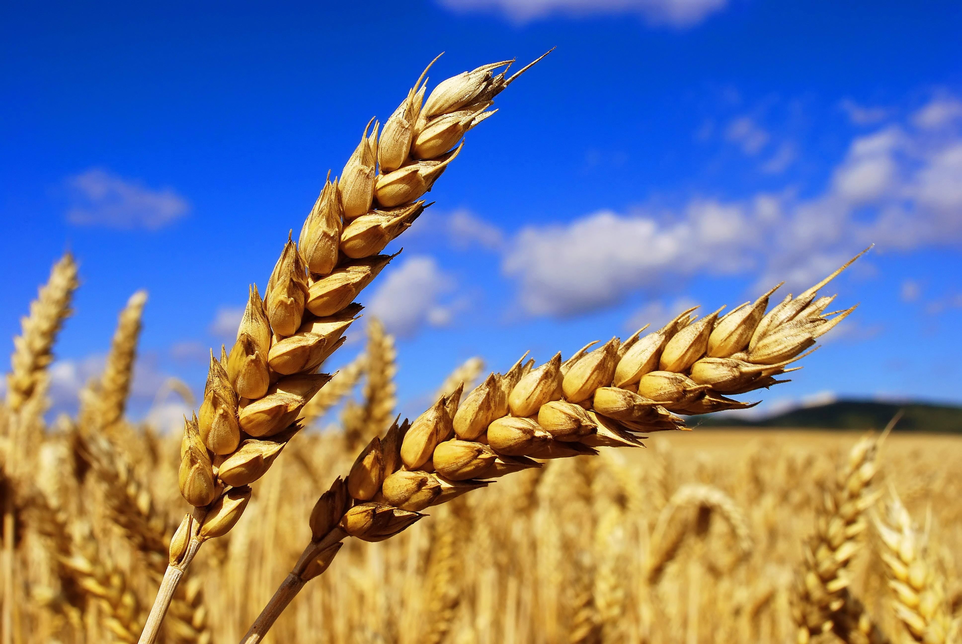 Wheat field under a blue sky HD Wallpaper