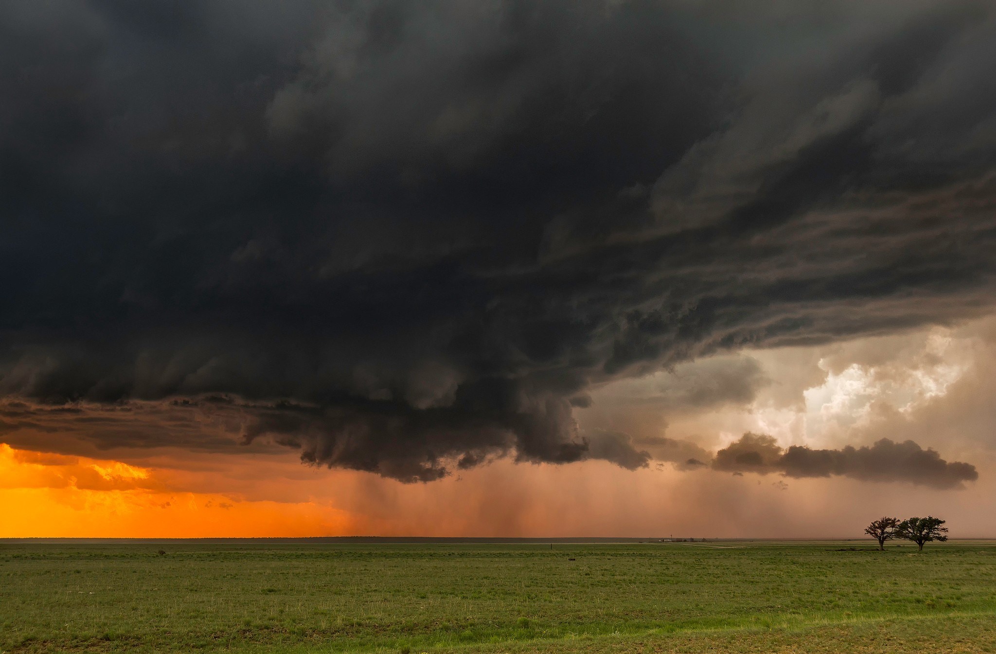 Storm clouds over a grassy plain with two trees HD Wallpaper