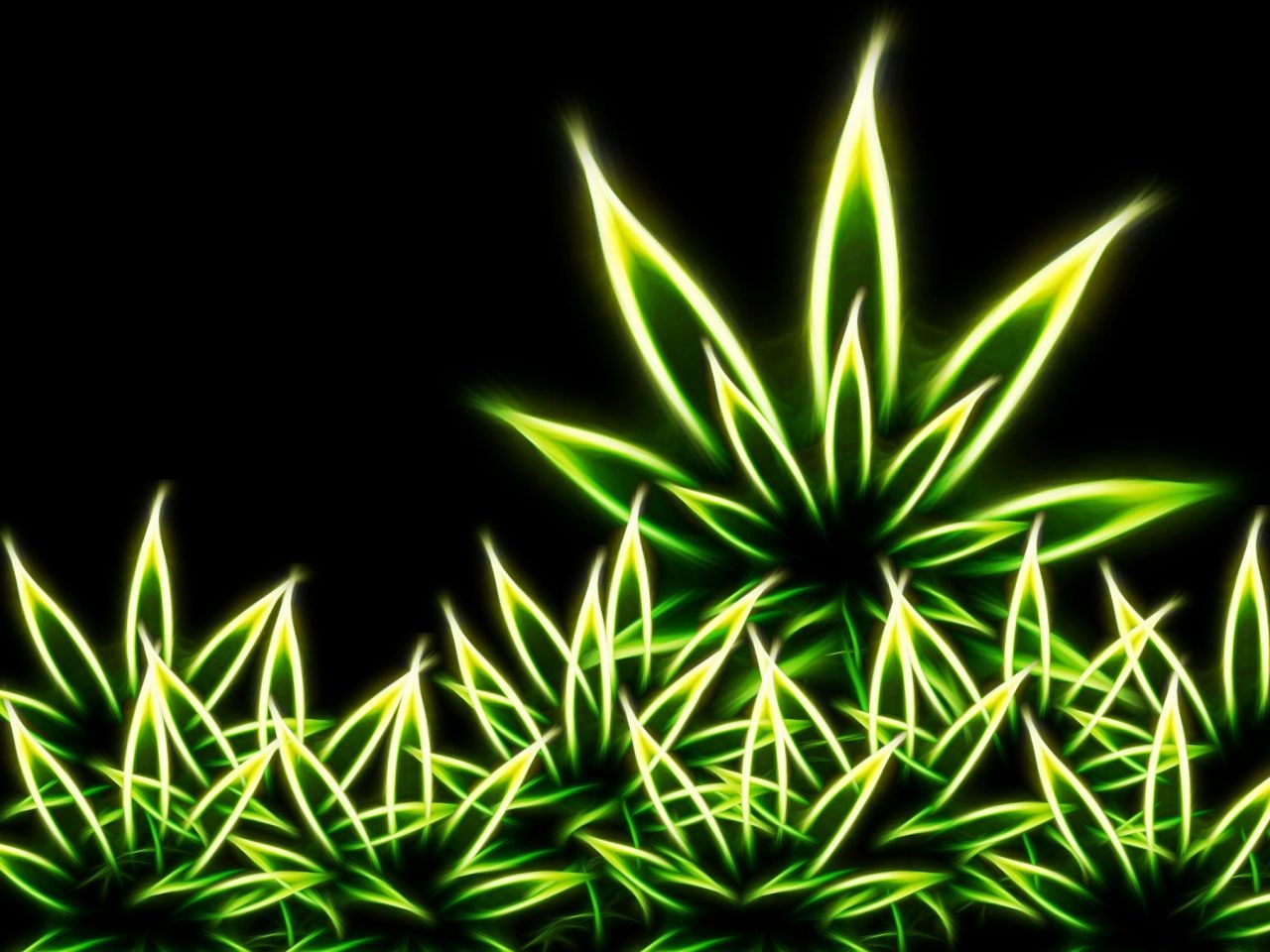 Neon green cannabis leaves on black background HD Wallpaper