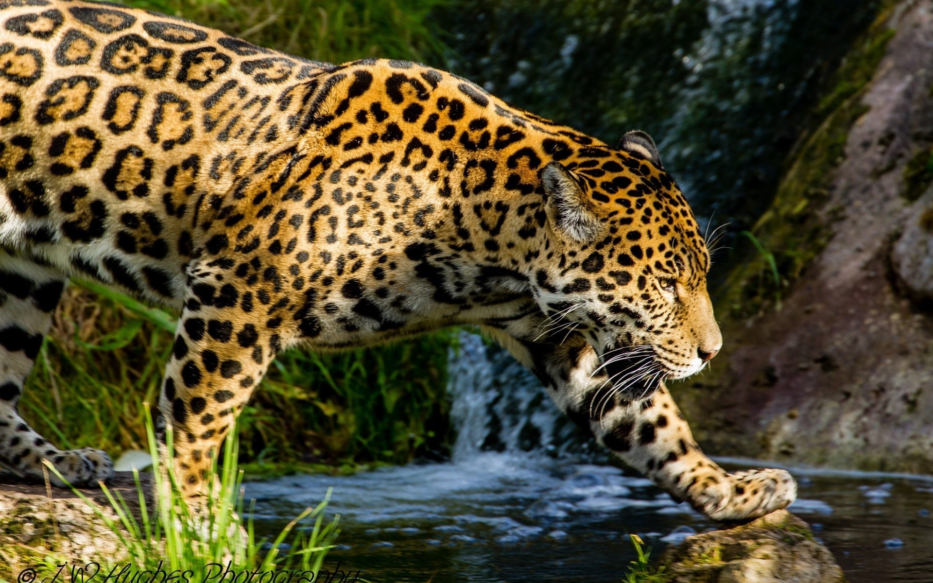 Jaguar walking near water and rocks HD Wallpaper