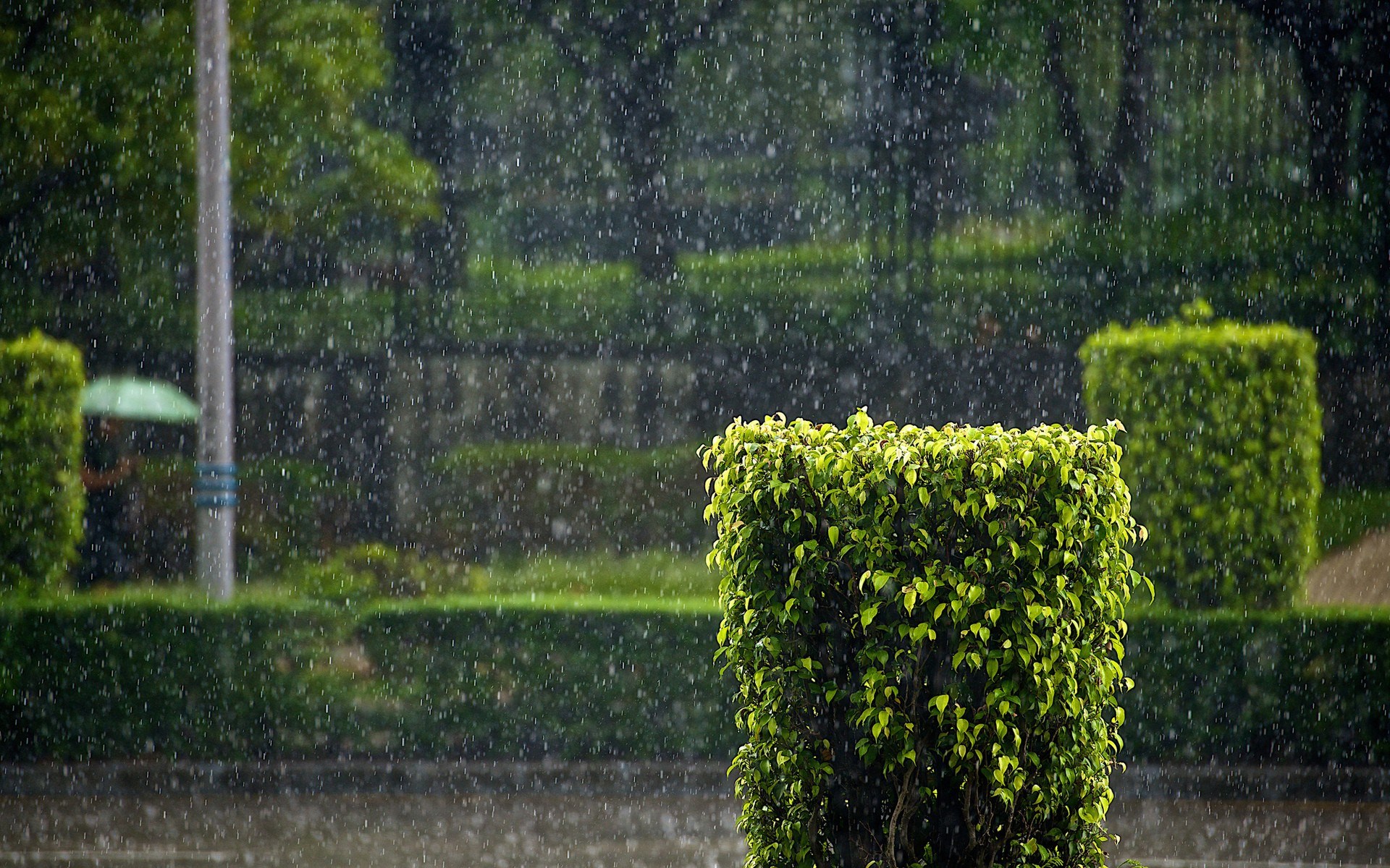 Rain falling on a park with manicured bushes HD Wallpaper