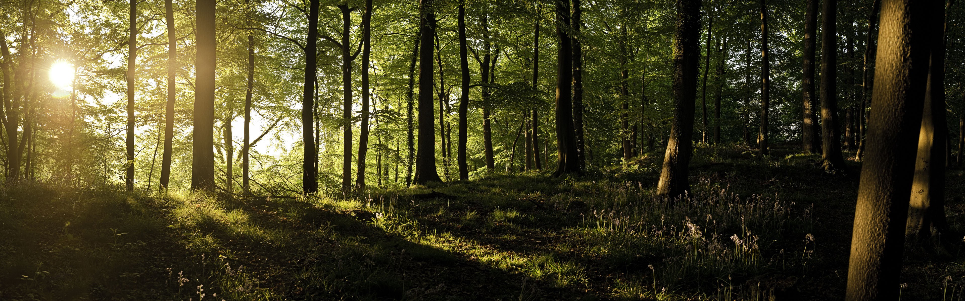 Sunlight filtering through a forest canopy HD Wallpaper