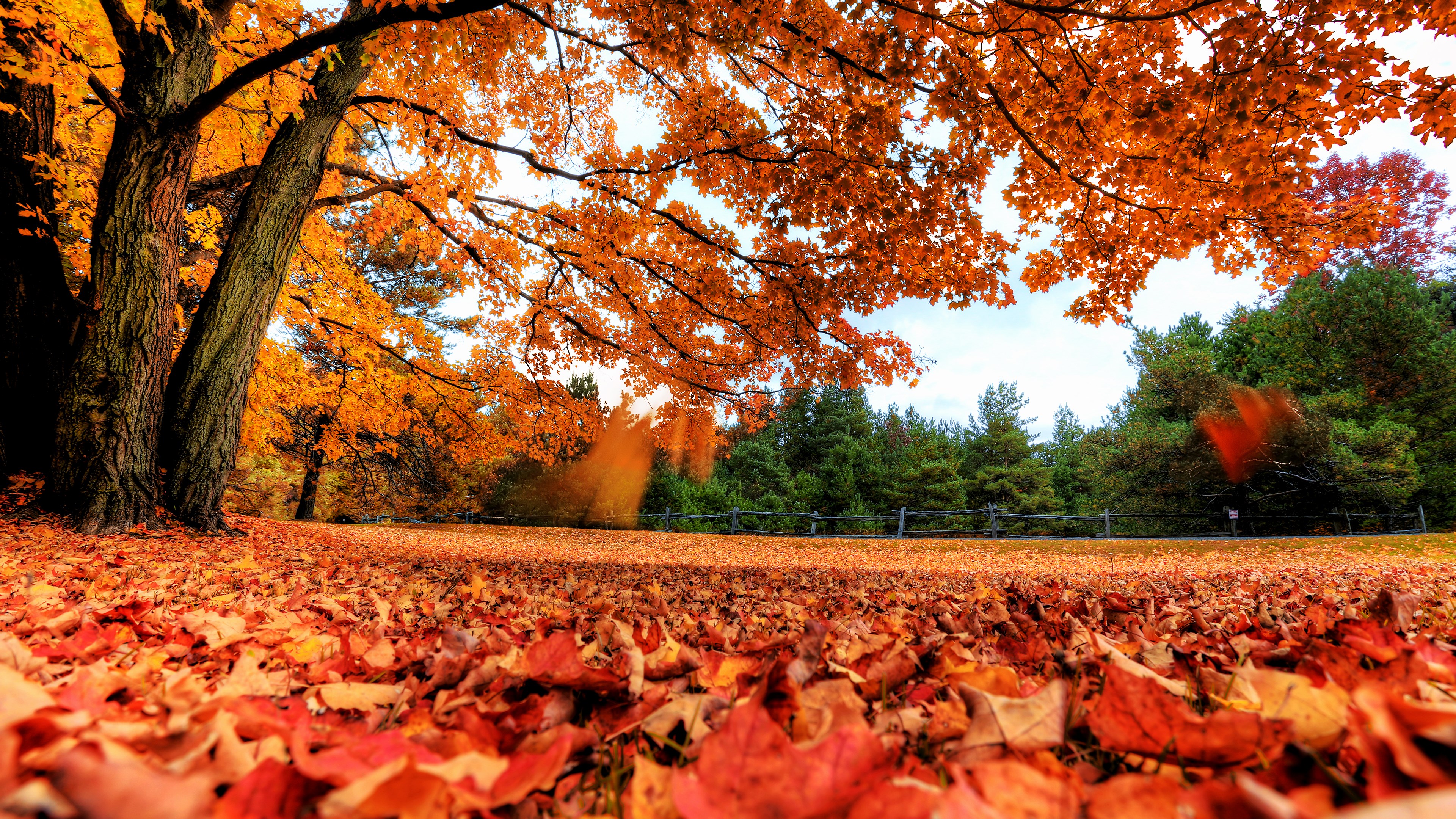 Autumn leaves on the ground and trees HD Wallpaper